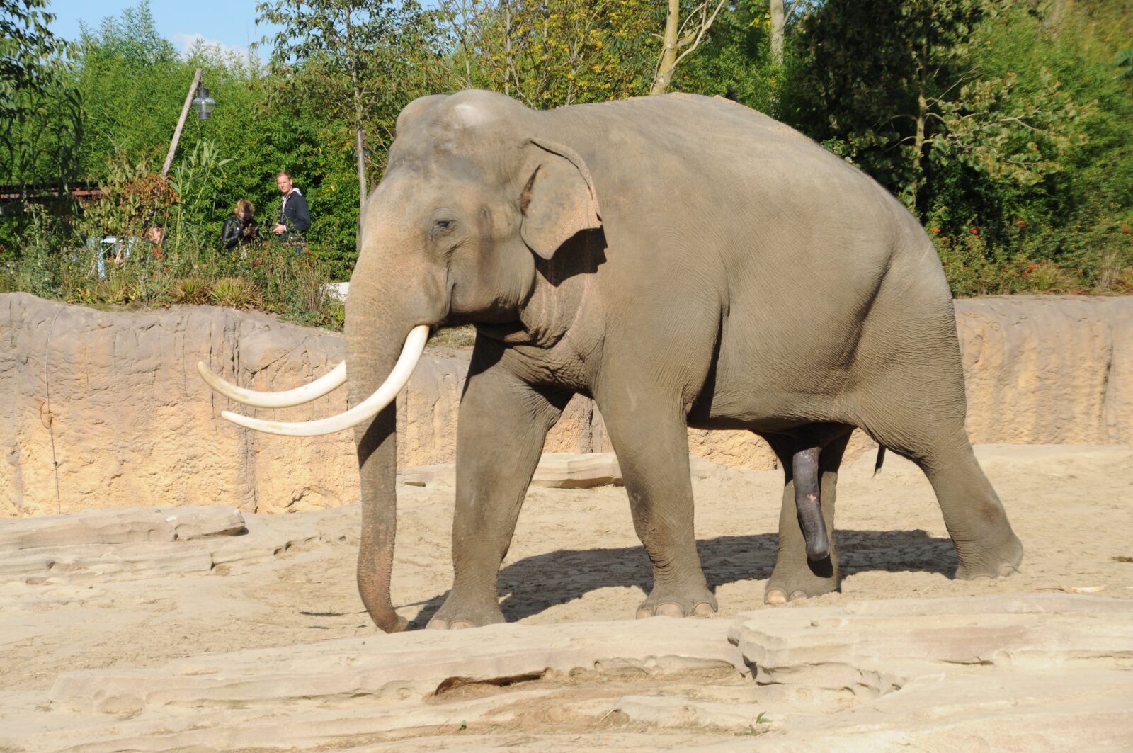 Nikon D5000 sample photo. Nature, animal, mammal photography