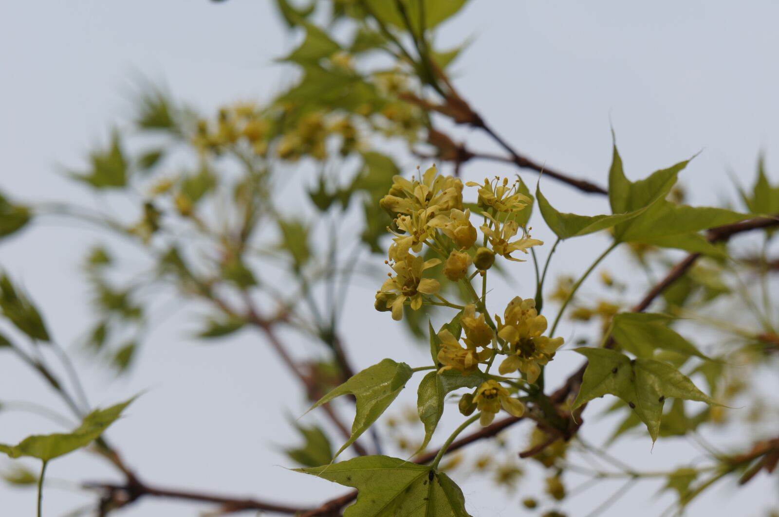Sony Alpha NEX-5N sample photo. Peach blossom, blue sky photography