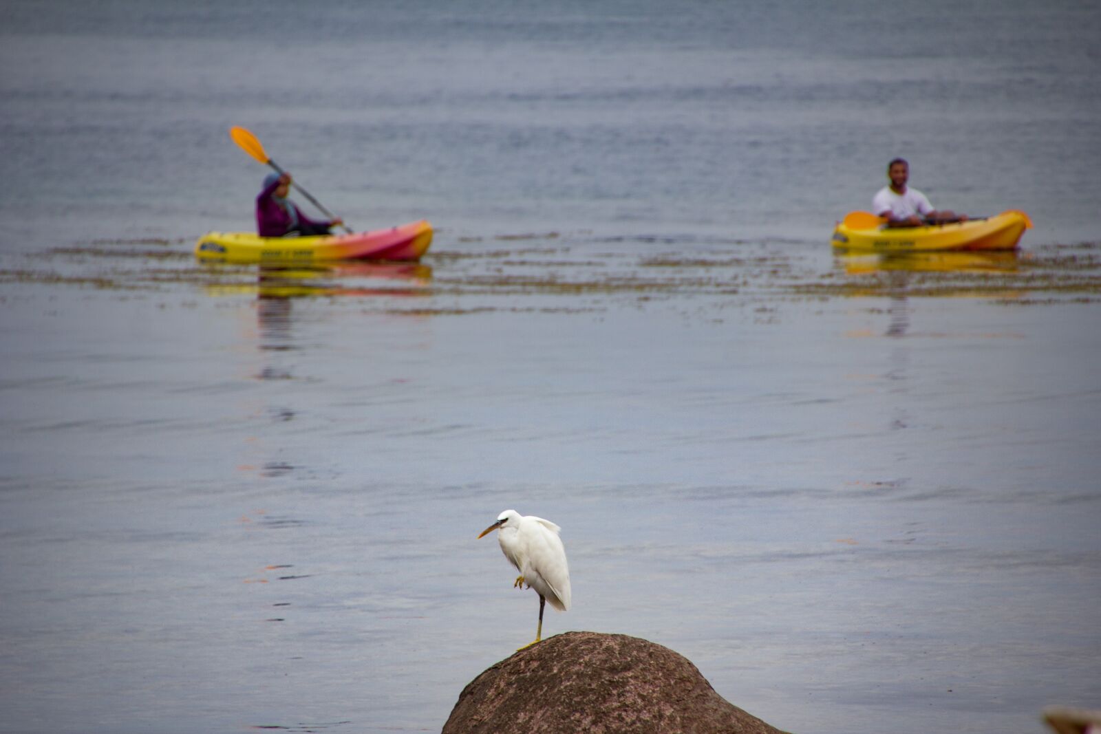 Canon EOS 60D sample photo. Bird, canoeing, paddle photography