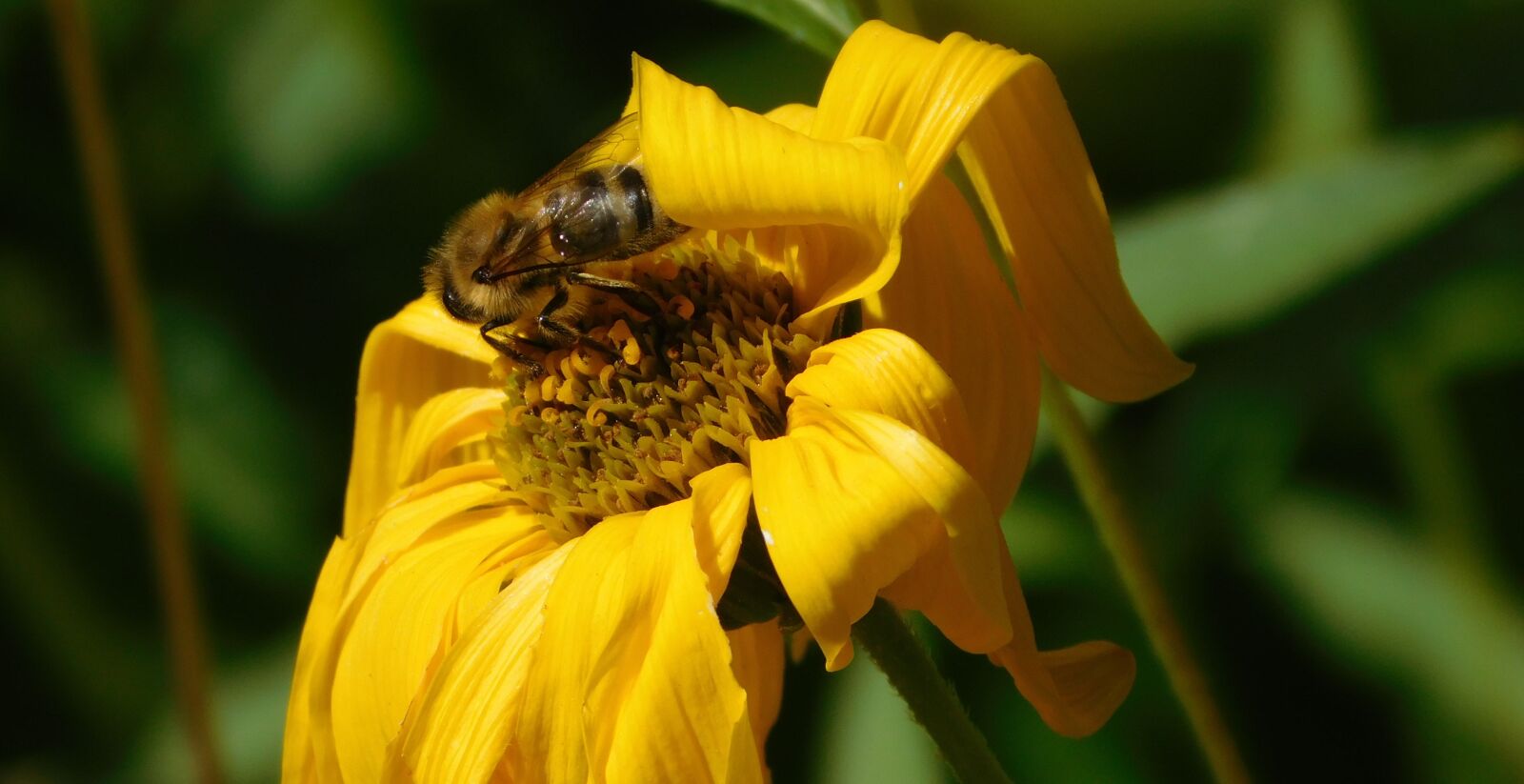 Nikon Coolpix L840 sample photo. Bee, bee on flower photography