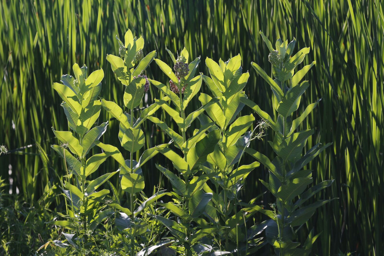 Canon EF 100-400mm F4.5-5.6L IS USM sample photo. Greens, plants, green photography
