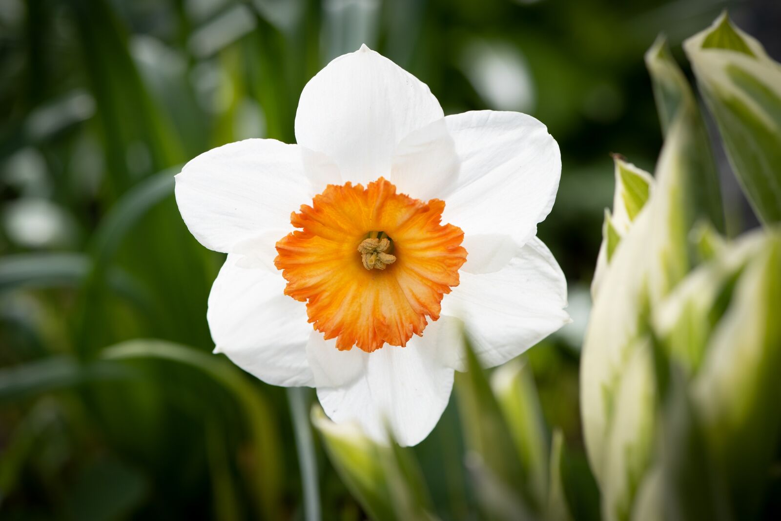 Nikon D750 sample photo. Narcissus, flower, blossom photography