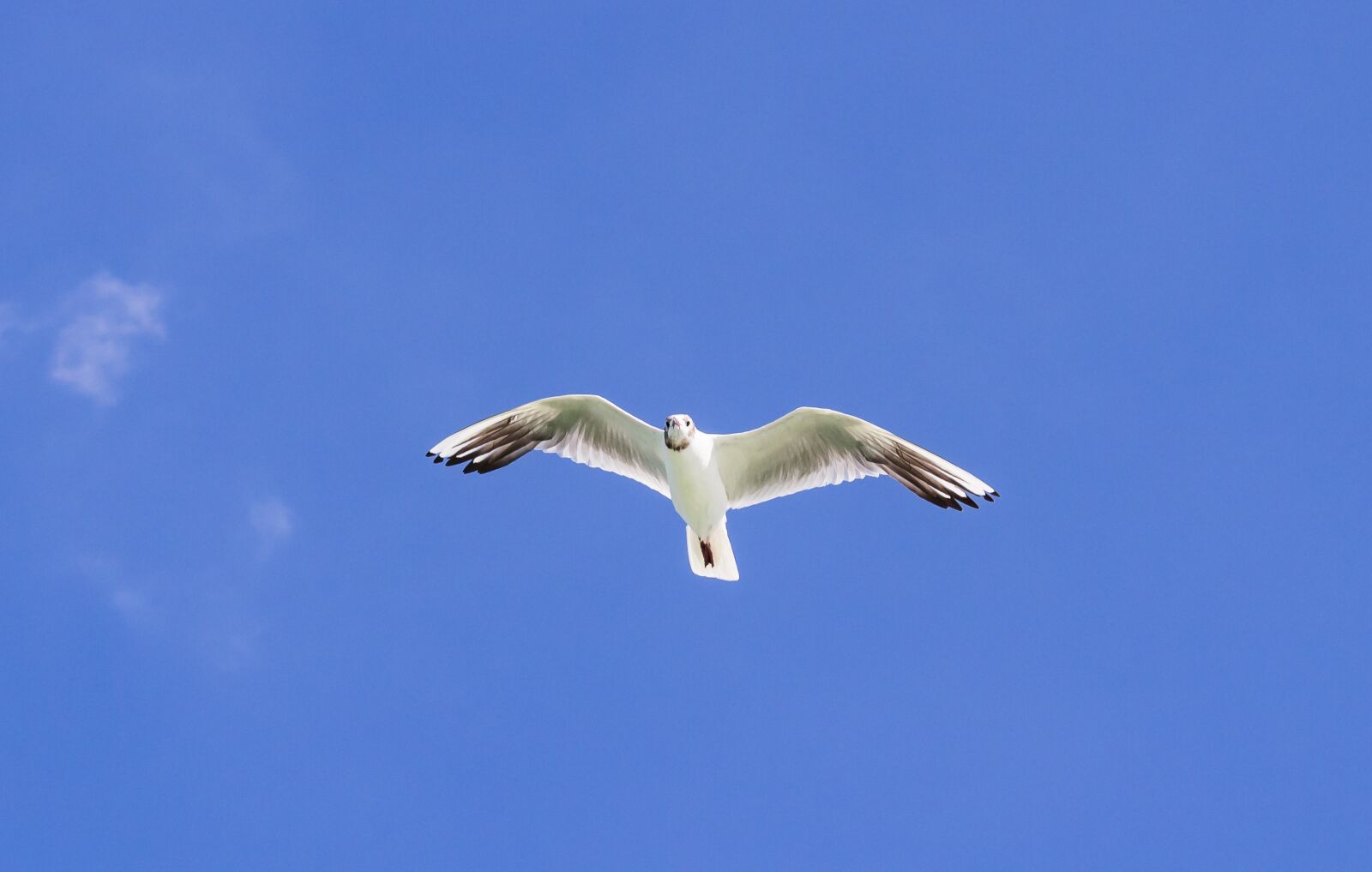 Canon EOS 1300D (EOS Rebel T6 / EOS Kiss X80) sample photo. Seagull, bird, water bird photography