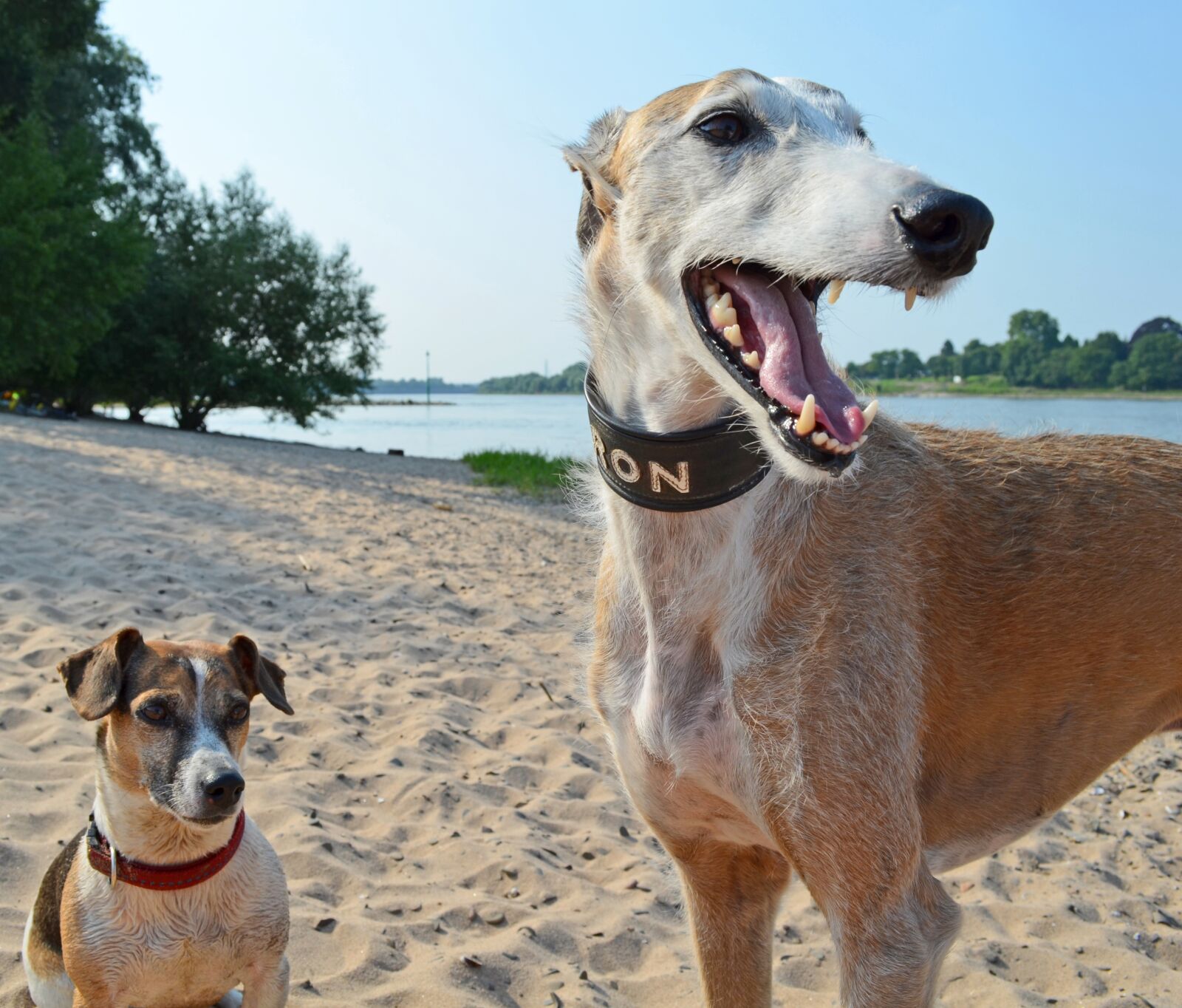 Nikon D5100 sample photo. Dogs, greyhound, beach photography