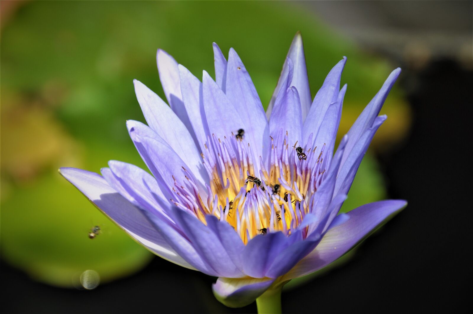 Nikon D90 sample photo. Flower, nature, violet photography