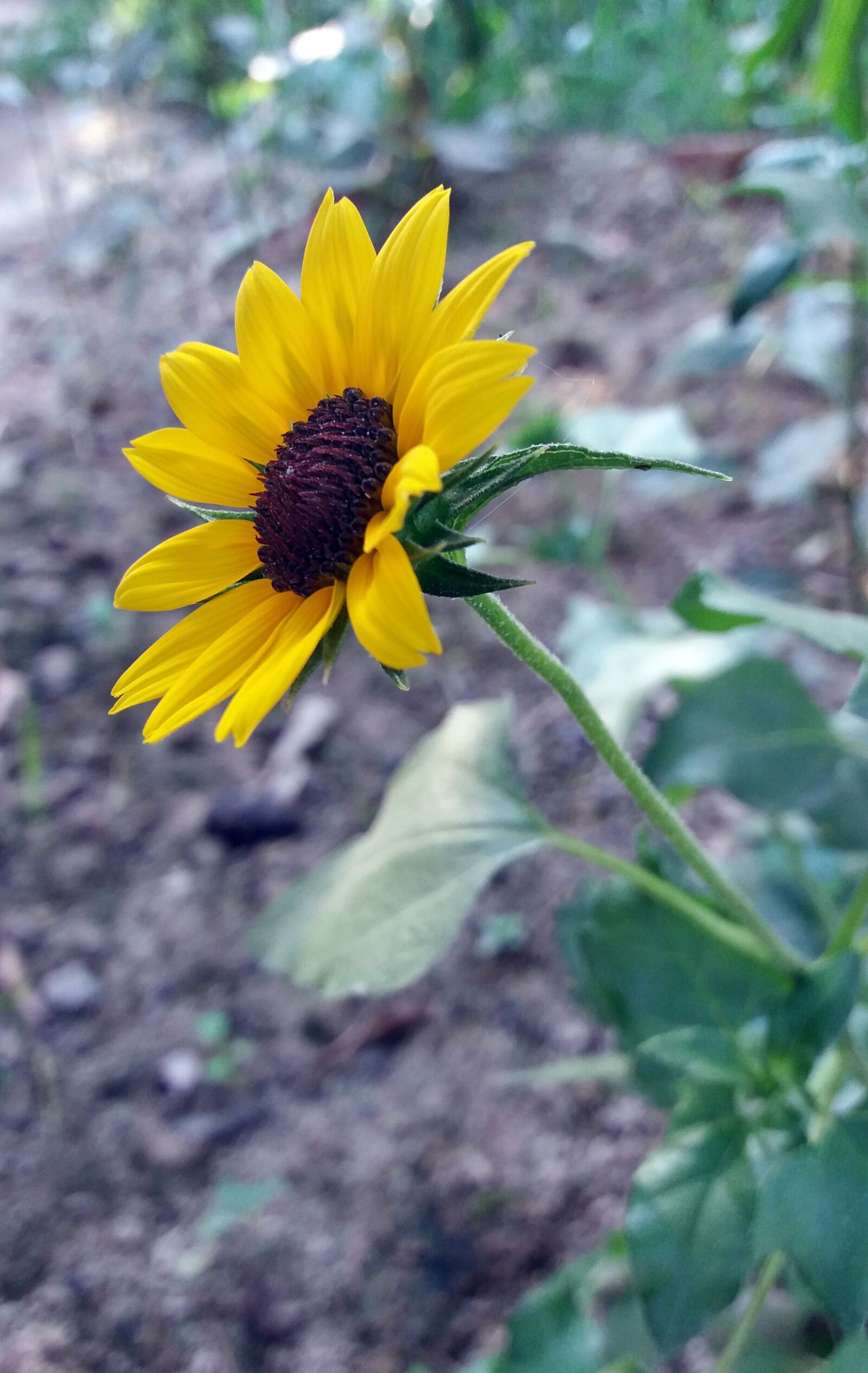 Samsung Galaxy J5 sample photo. Flower, yellow, nature photography