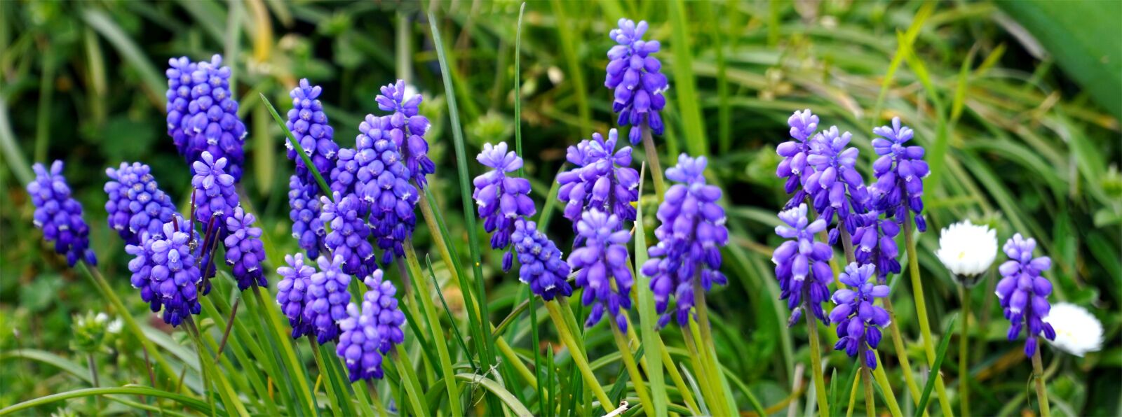 Sony E PZ 18-105mm F4 G OSS sample photo. Grape hyacinth, flowers, blue photography