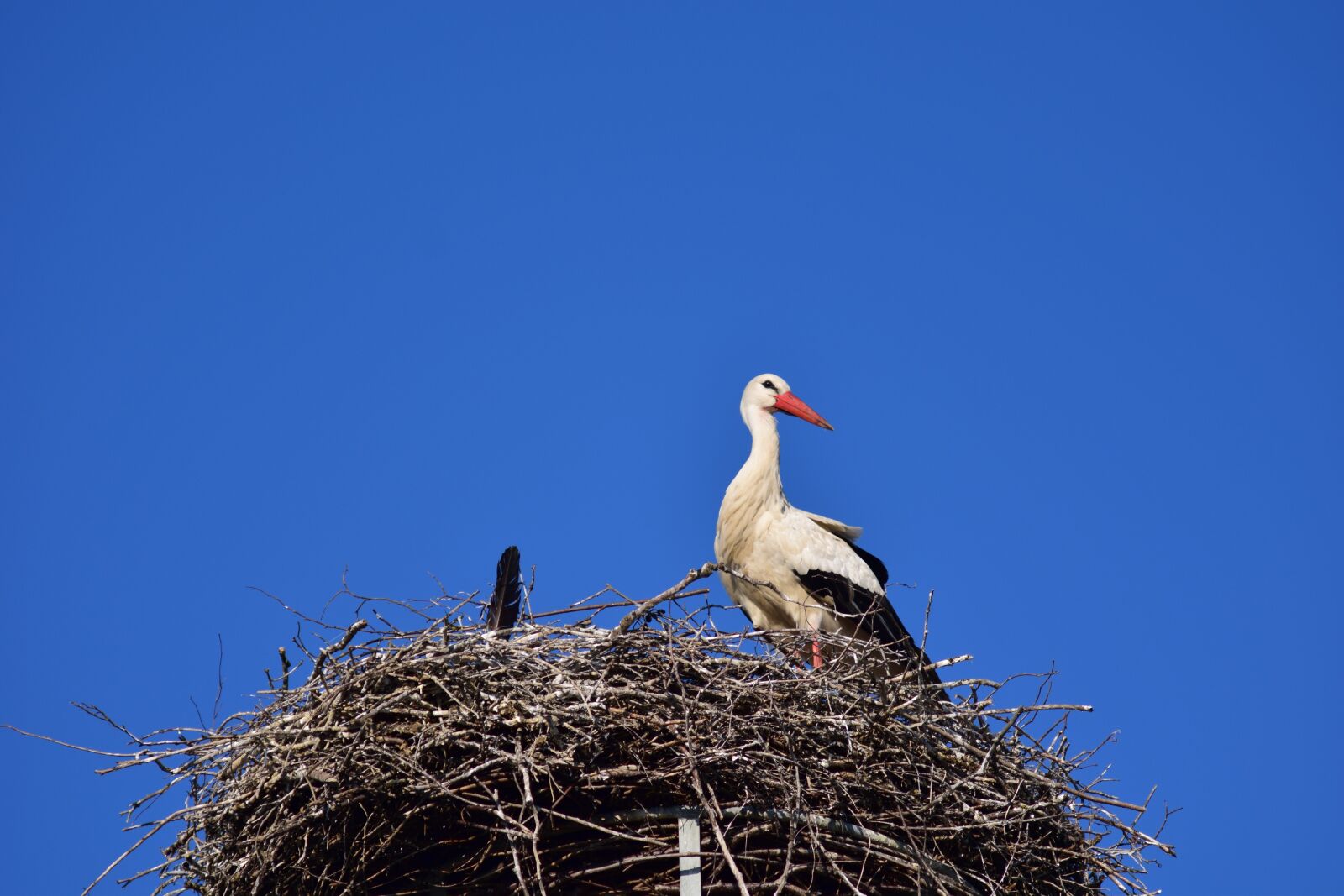 Nikon D3300 sample photo. Stork, storchennest, bird photography