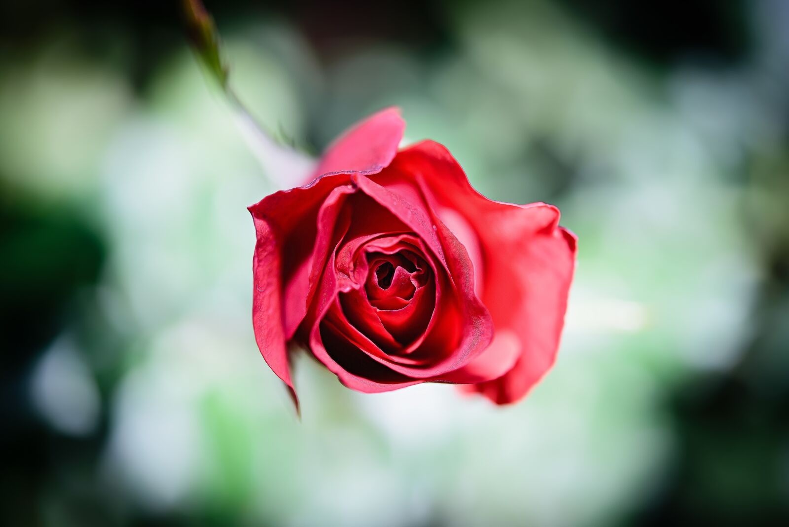 Nikon D750 sample photo. Flowers, rose, landscape photography photography