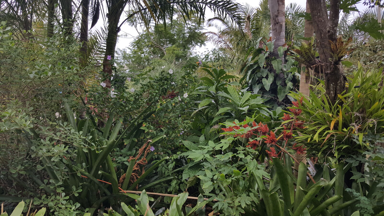 Samsung GALAXY S6 edge sample photo. Botanical, gardens, naples photography