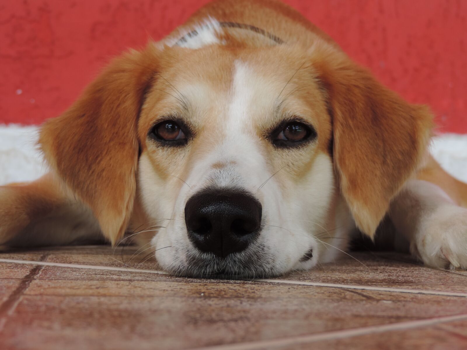 Nikon Coolpix P520 sample photo. Dog, pet, happy photography
