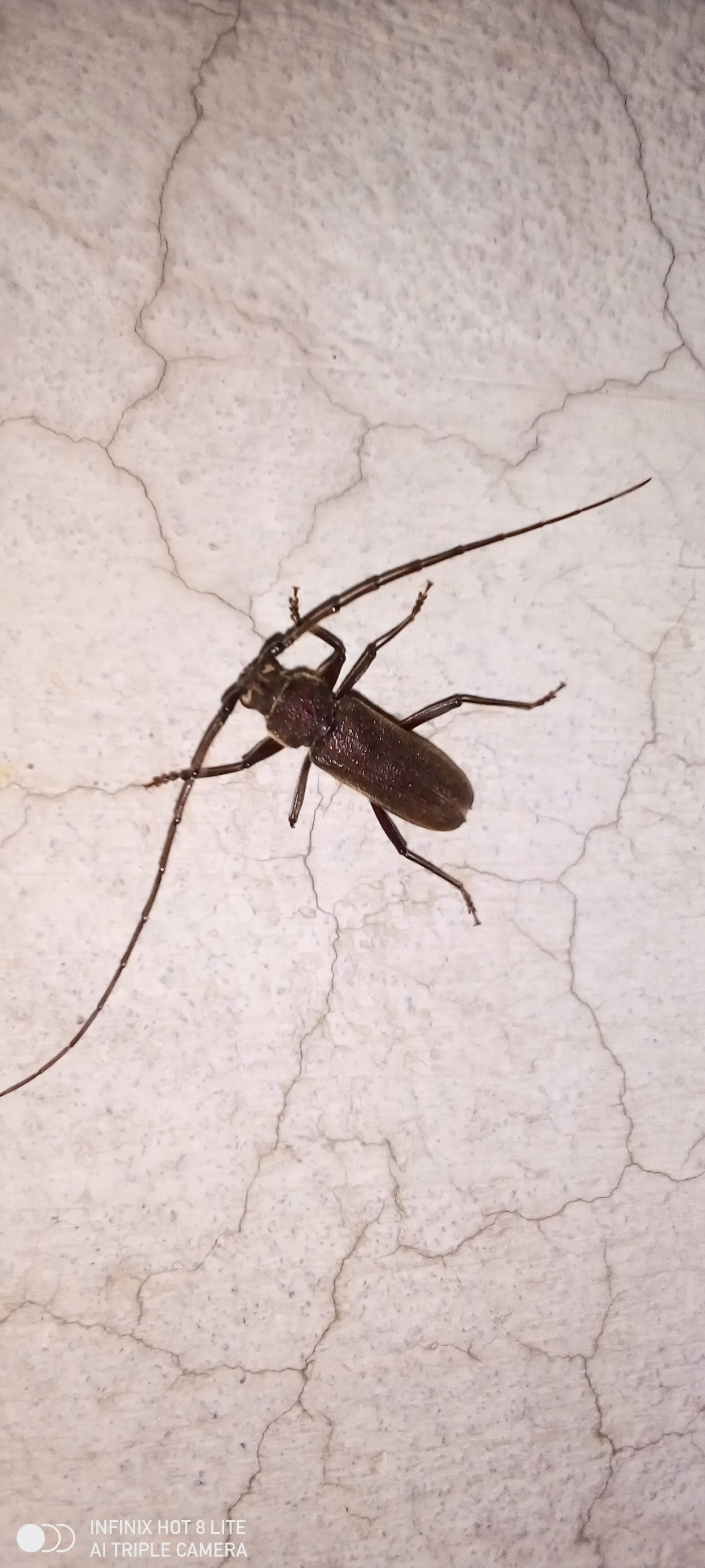 INFINIX MOBILITY LIMITED Infinix X650 sample photo. Beetle, long antenna, insect photography