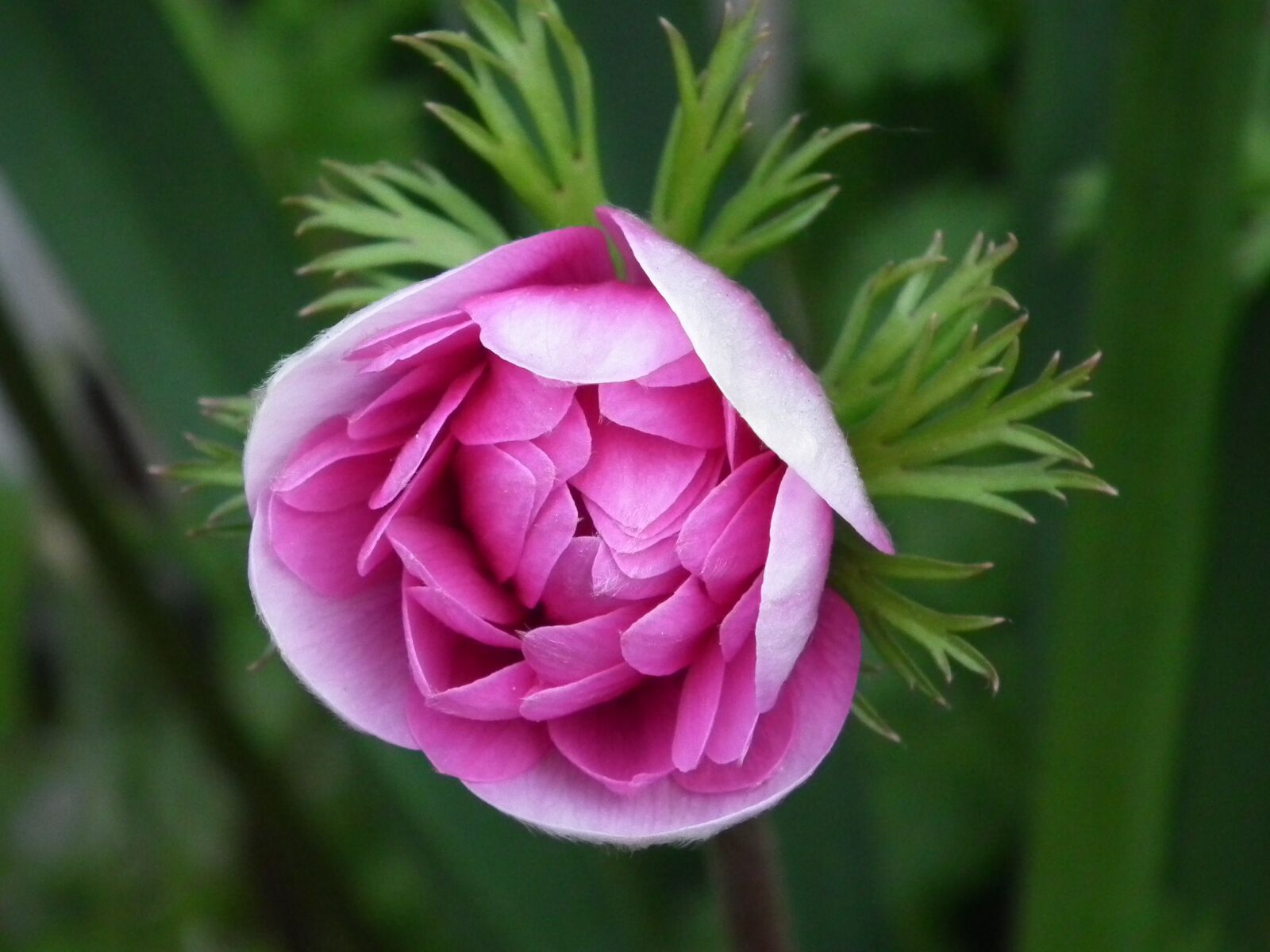 FujiFilm FinePix HS10 (FinePix HS11) sample photo. Pink, spring, flowers photography