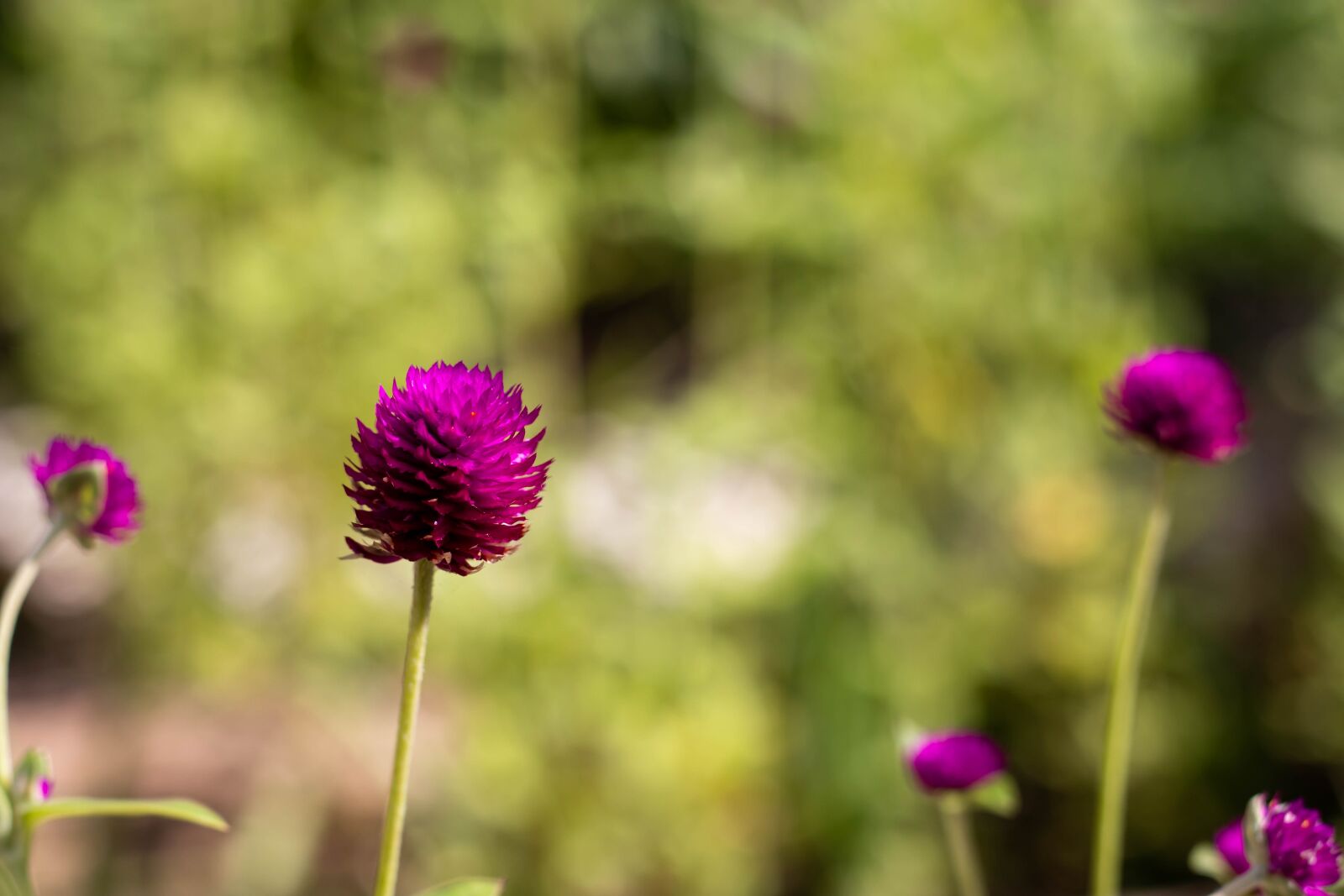 Canon EOS M50 (EOS Kiss M) sample photo. Gomphrena, purple, flower photography