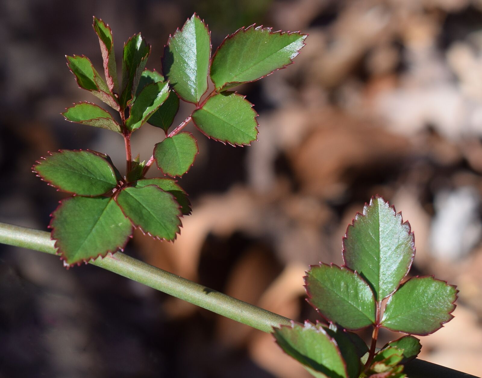 Nikon D3300 sample photo. New rose leaves, rose photography