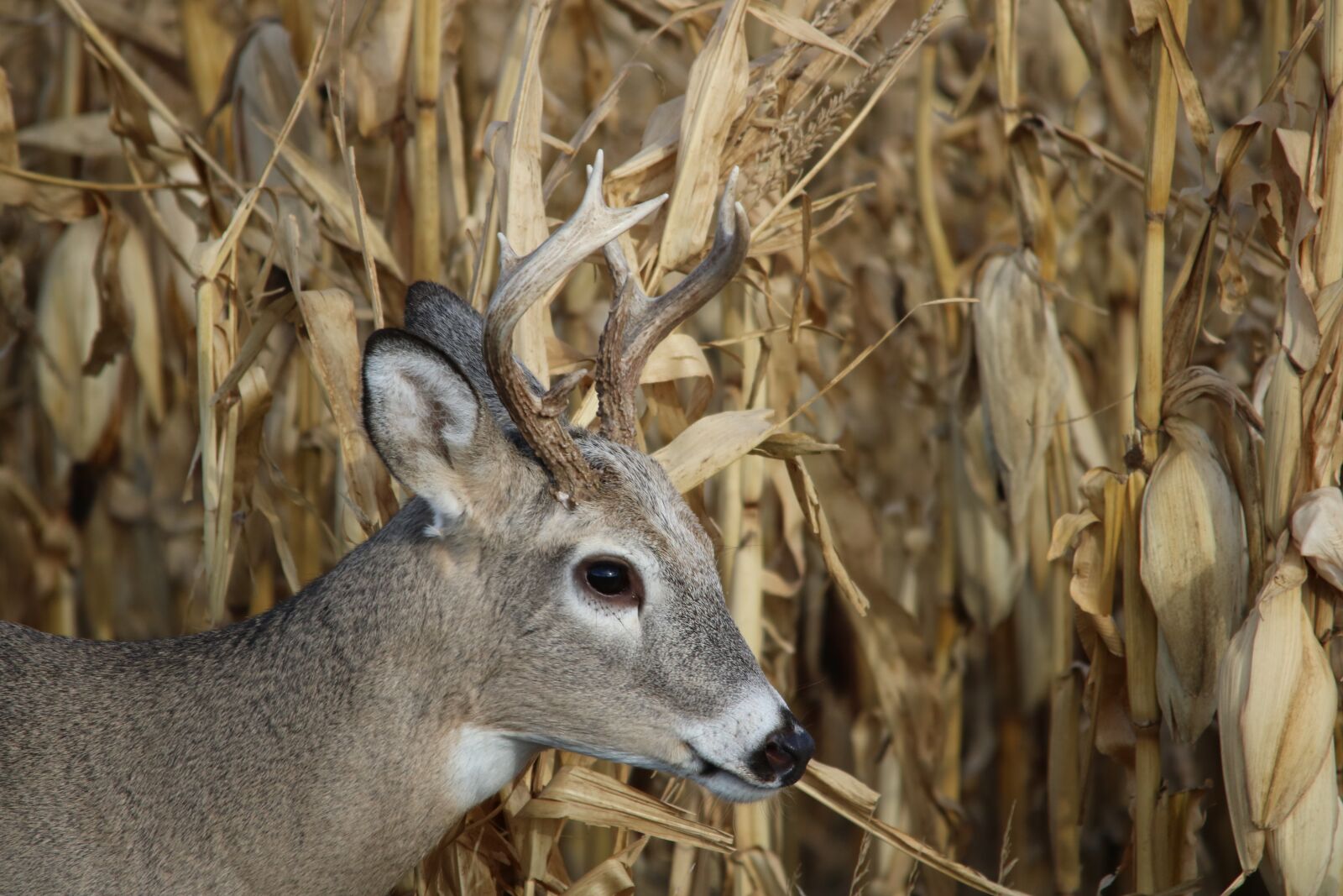 Canon EOS 750D (EOS Rebel T6i / EOS Kiss X8i) sample photo. White tail, deer, wildlife photography