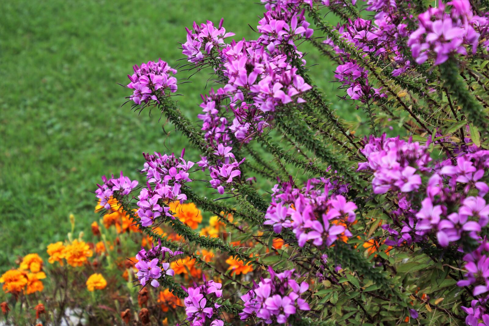 Canon EOS 80D sample photo. Flowers, lilac, plant photography