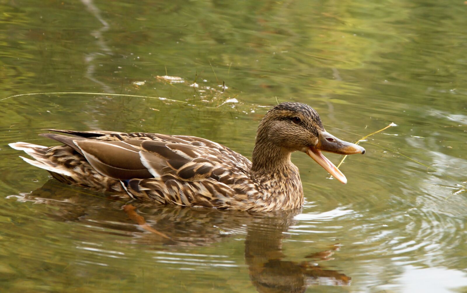 Nikon D5100 sample photo. Animal, background, beak photography