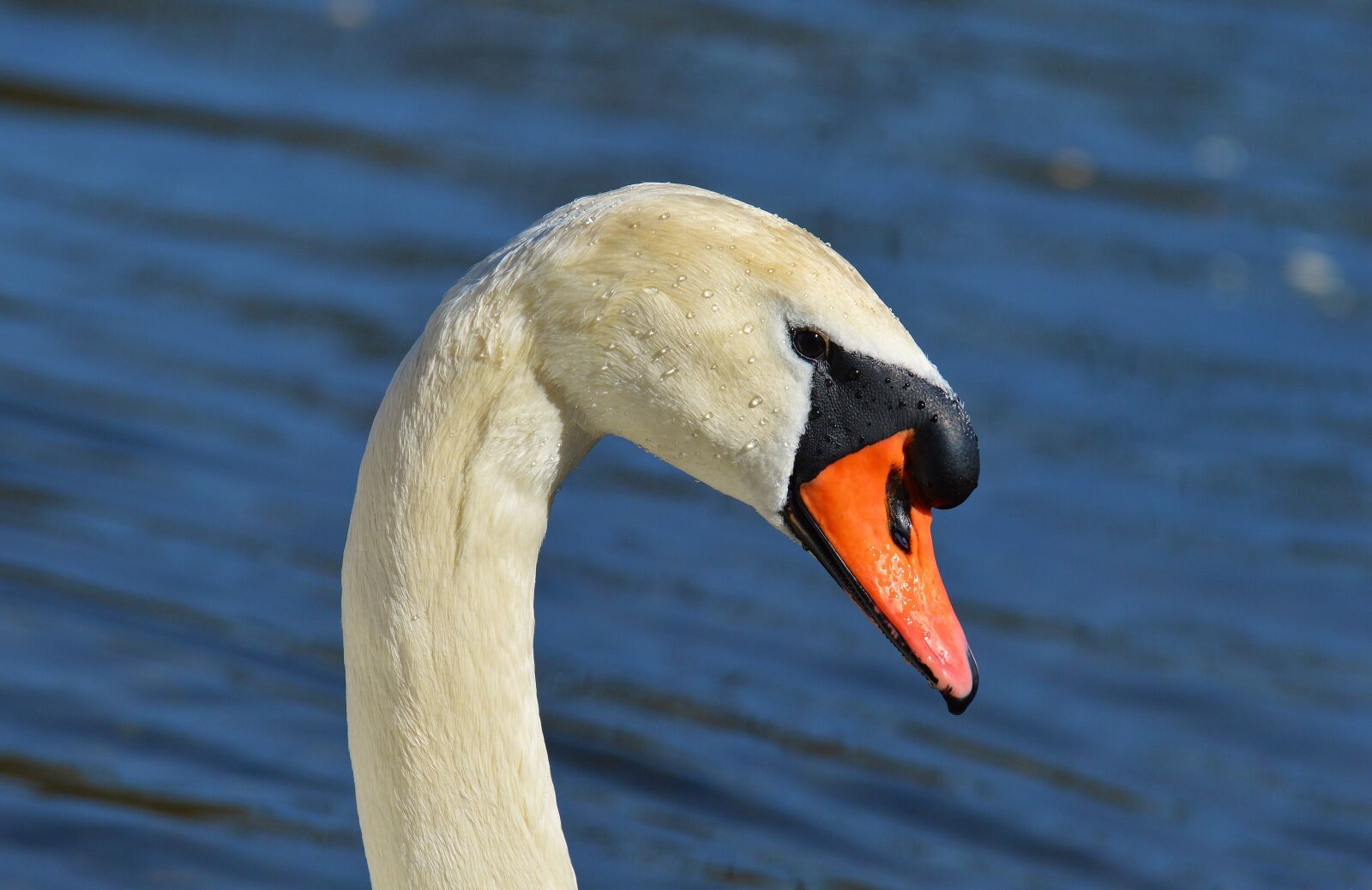 Nikon D3200 sample photo. Swan, water bird, animal photography