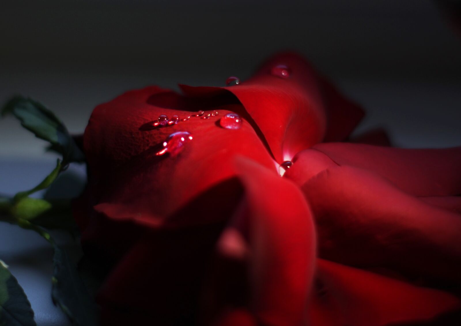 Canon EOS 1200D (EOS Rebel T5 / EOS Kiss X70 / EOS Hi) sample photo. Drops, rose, petals photography