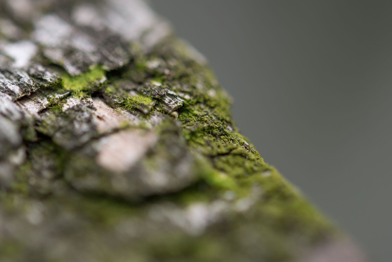 Nikon D600 sample photo. Wood, close up, macro photography