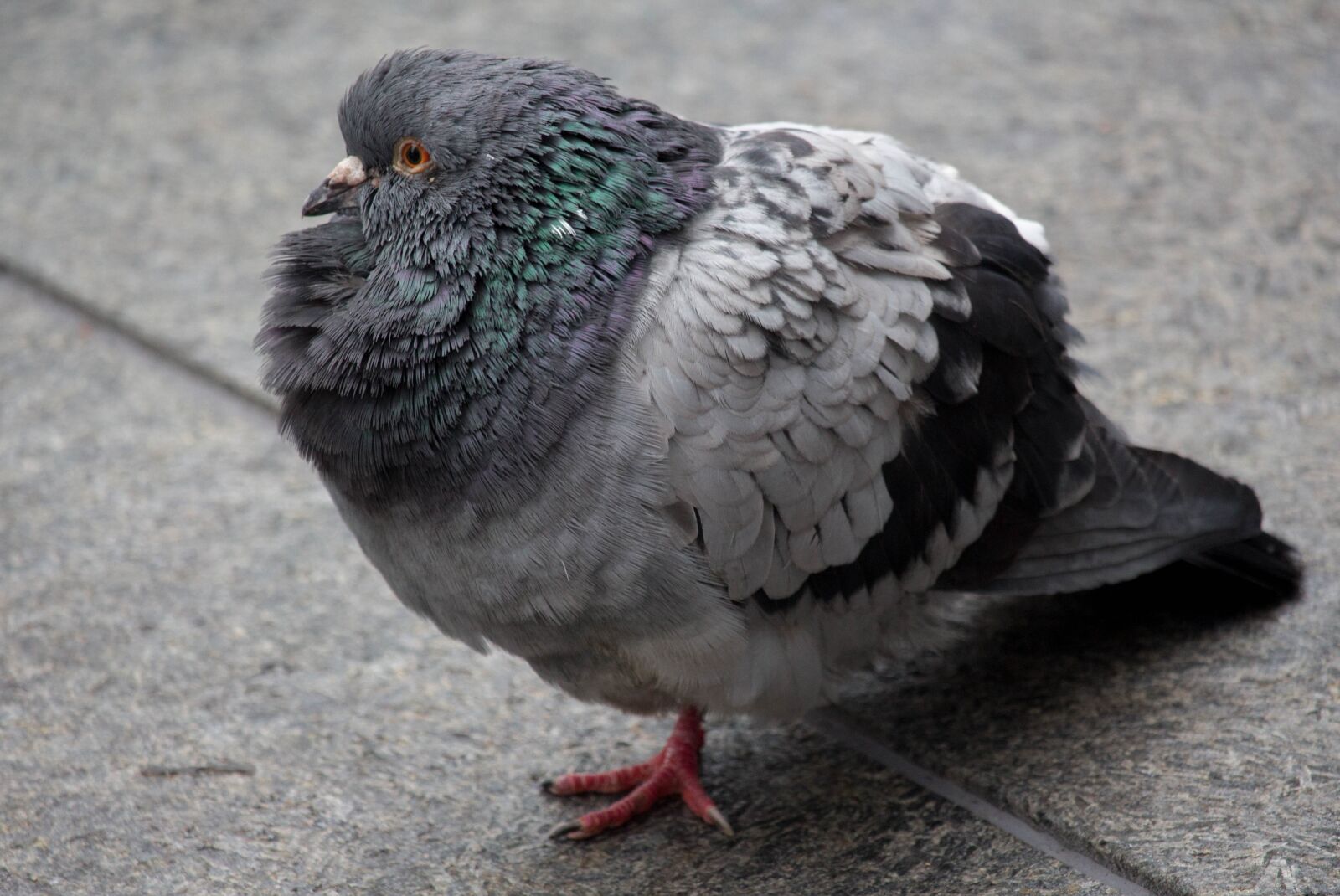 Canon EOS 700D (EOS Rebel T5i / EOS Kiss X7i) sample photo. Bird, feather, pigeon photography