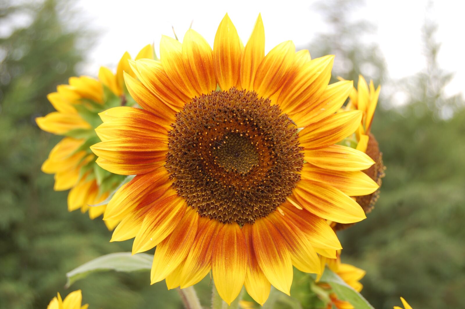 Nikon D40 sample photo. Sunny flower, seeds, vegetables photography