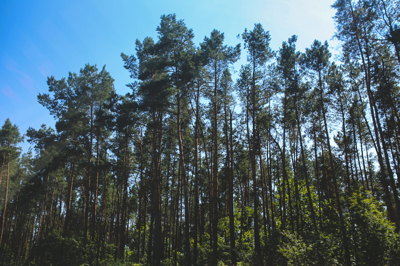 Canon EOS 6D + Sigma 35mm F1.4 DG HSM Art sample photo. Forest photography