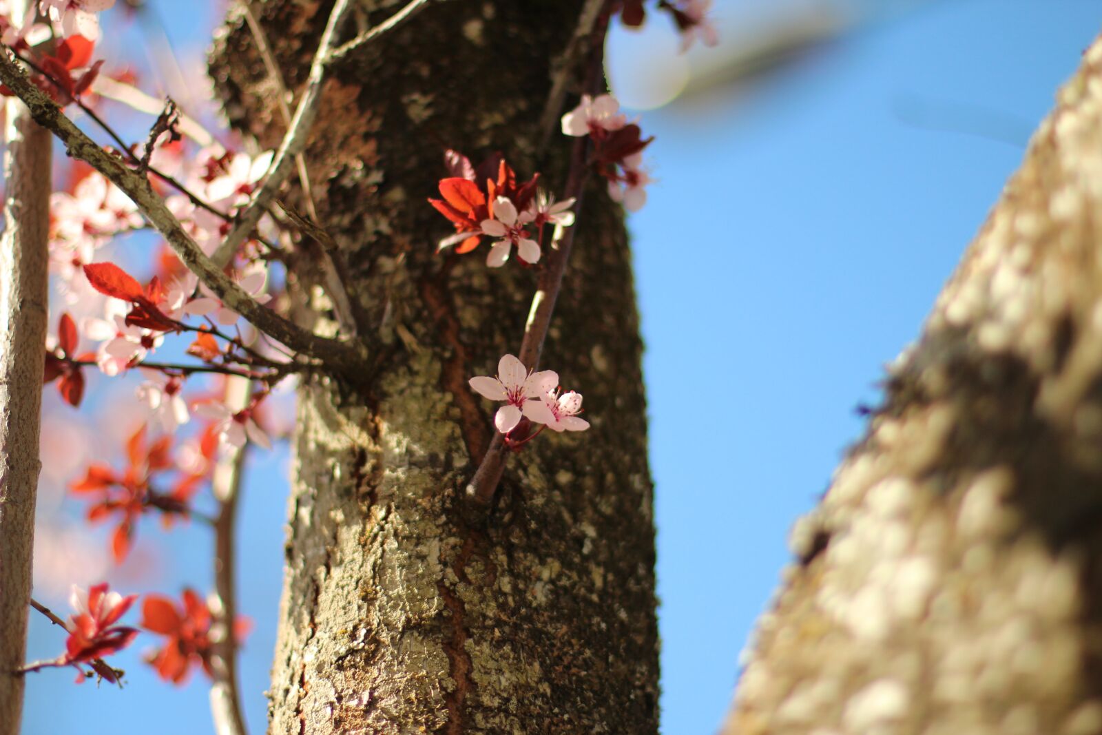 Canon EOS 600D (Rebel EOS T3i / EOS Kiss X5) + Canon EF 50mm F1.4 USM sample photo. Sakura, flower, blossom photography