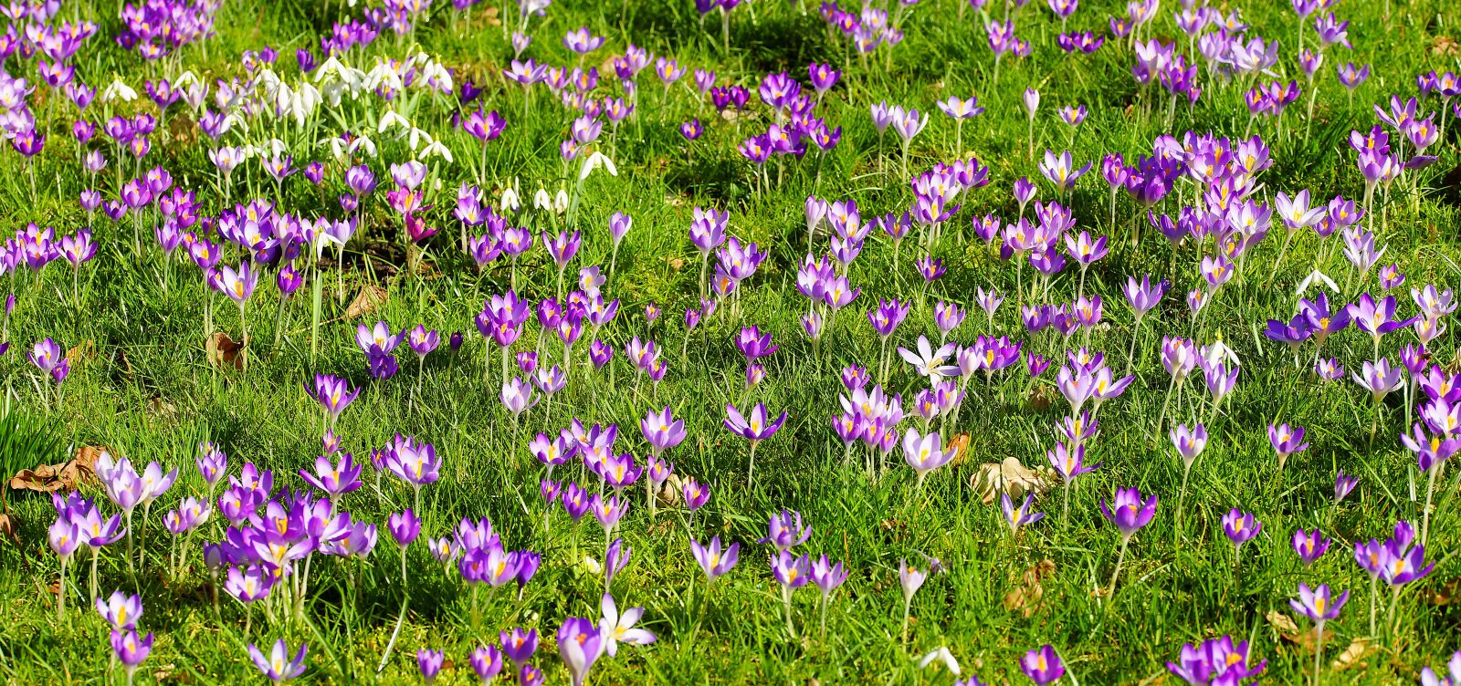 Sony a99 II sample photo. Crocus, garden, spring photography