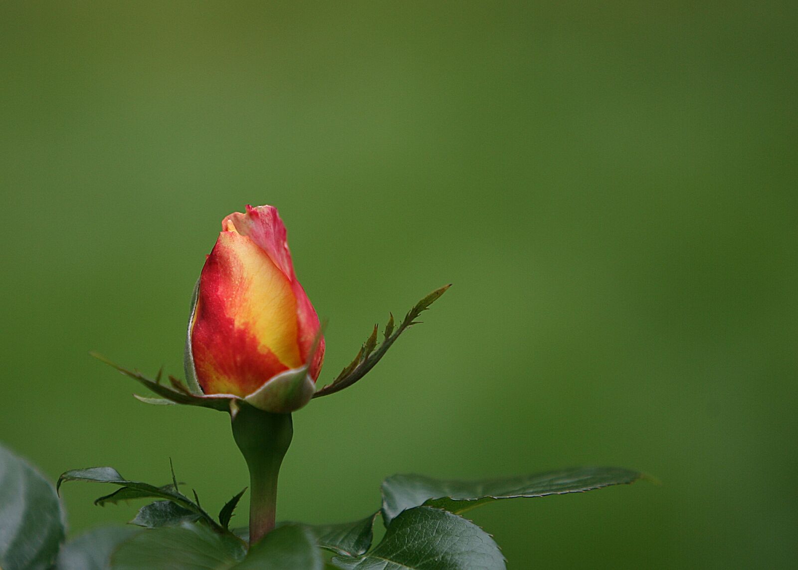 Canon EOS-1D Mark II N sample photo. Flower, blossom, bud photography