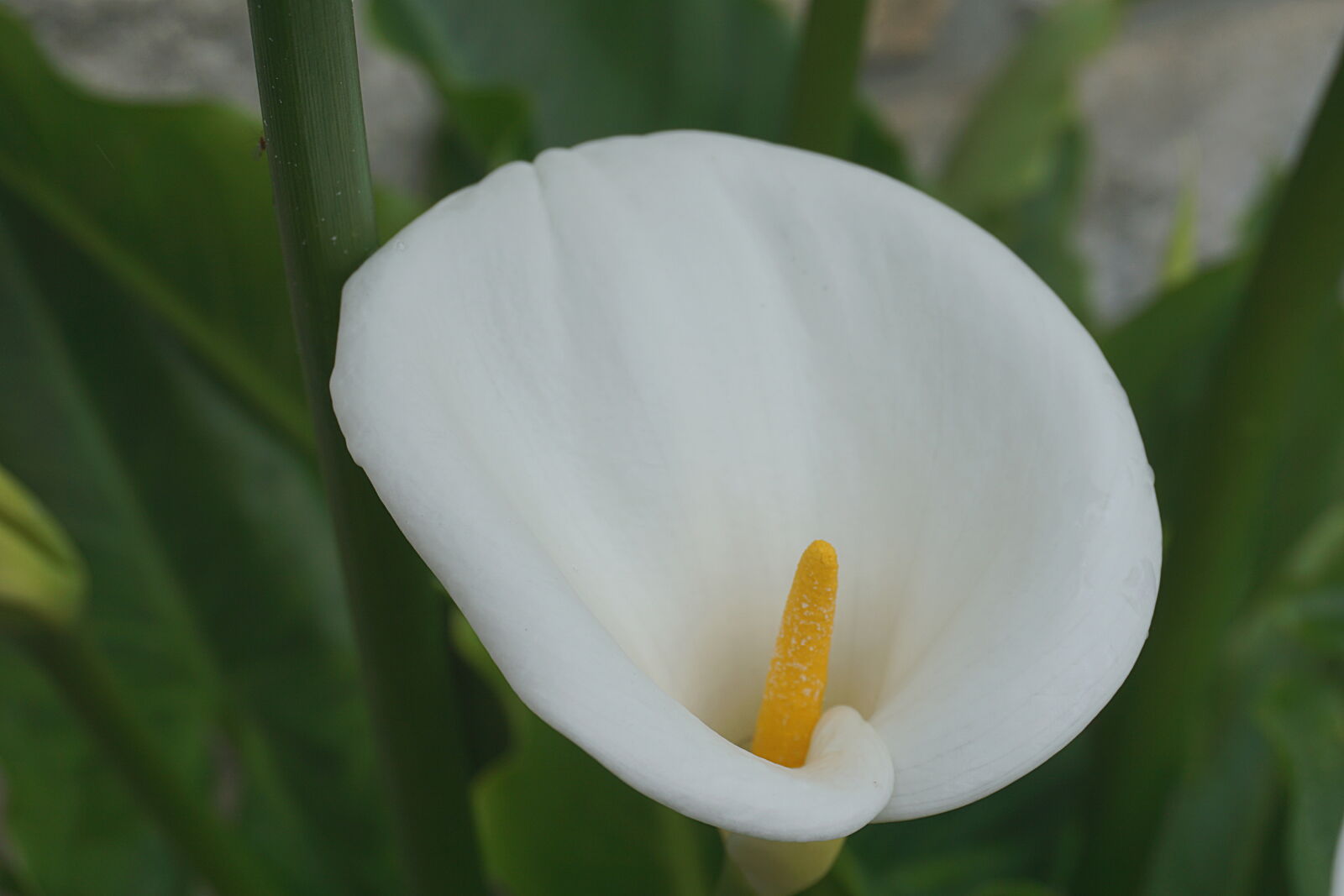 Sony a6000 sample photo. Arum, botanique, fleur, fleur photography