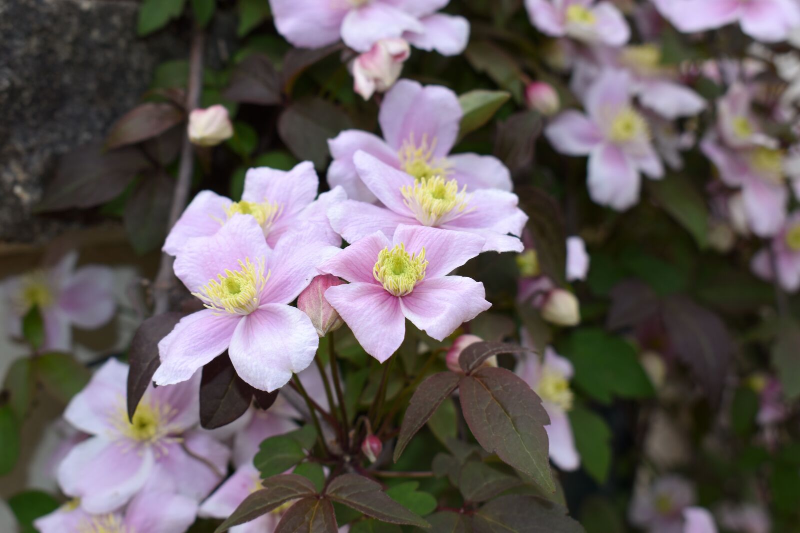 Nikon D5600 sample photo. Clematis, flowers, plants photography