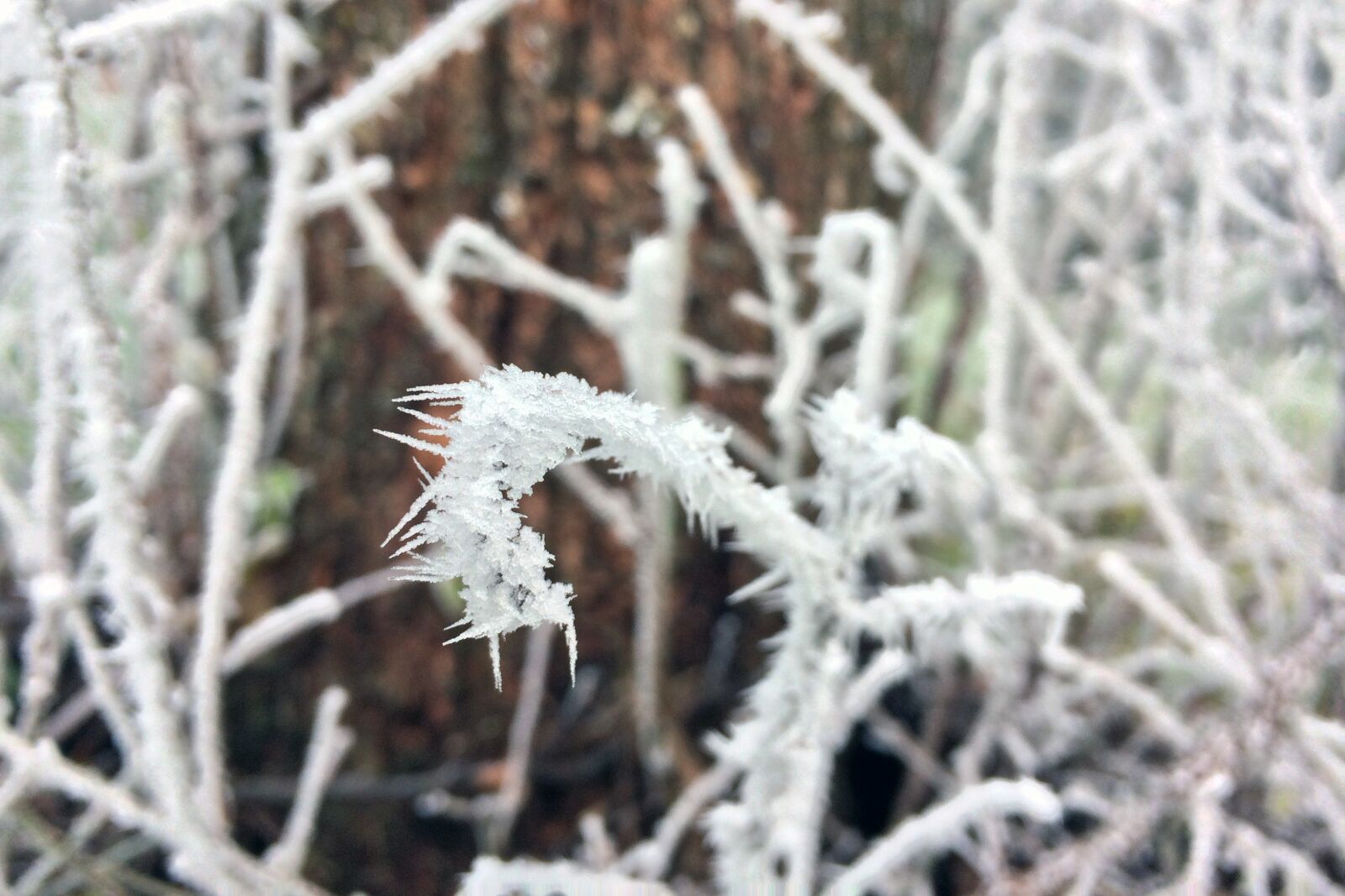 iPhone 5s back camera 4.15mm f/2.2 sample photo. Frost, aesthetic, cold photography