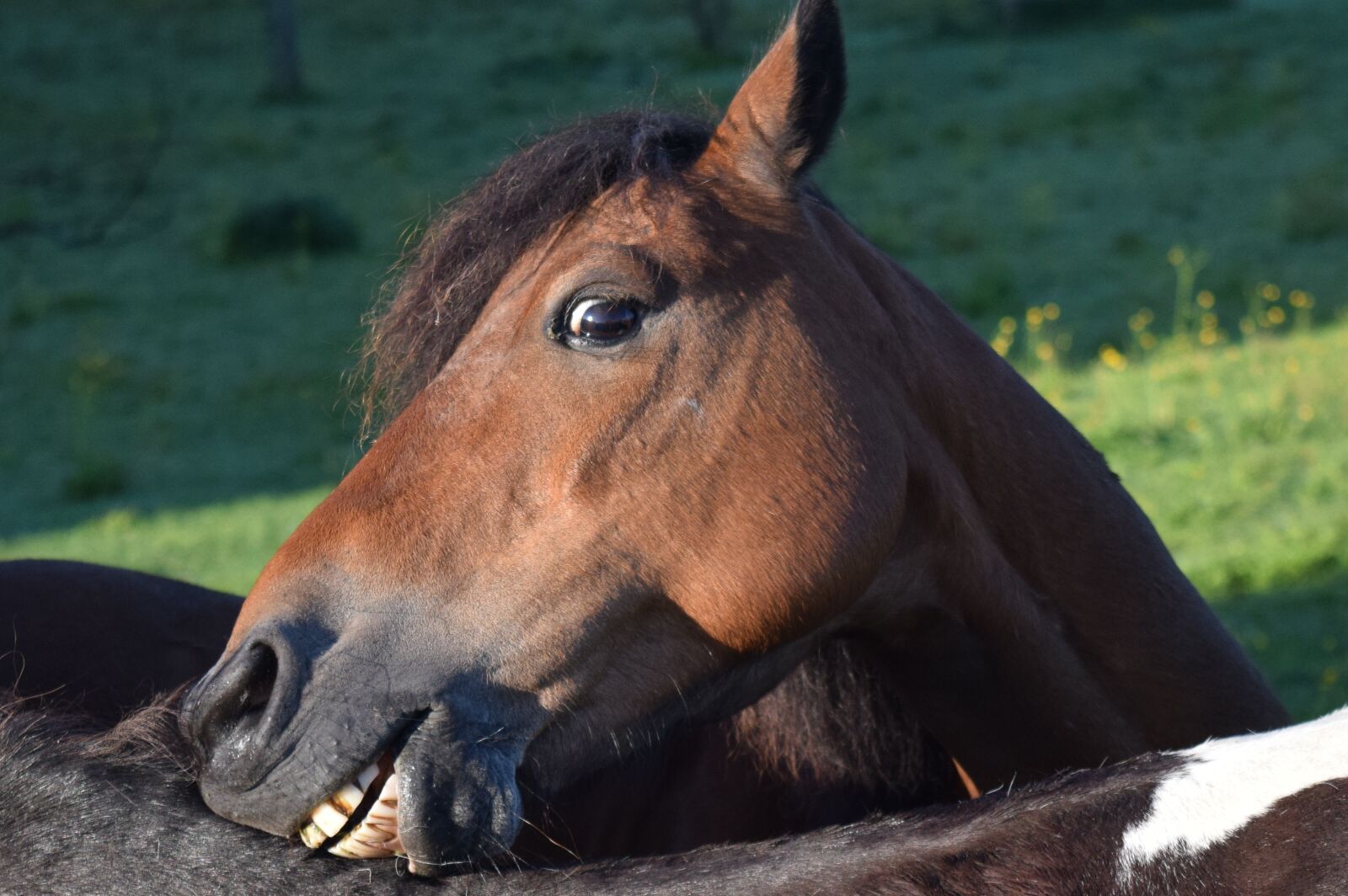 Nikon D3300 sample photo. Horse, head, horse head photography