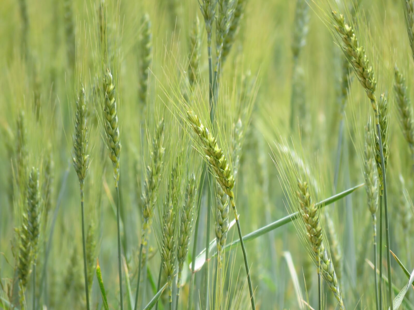 Canon PowerShot SX60 HS sample photo. Wheat, grain, field photography
