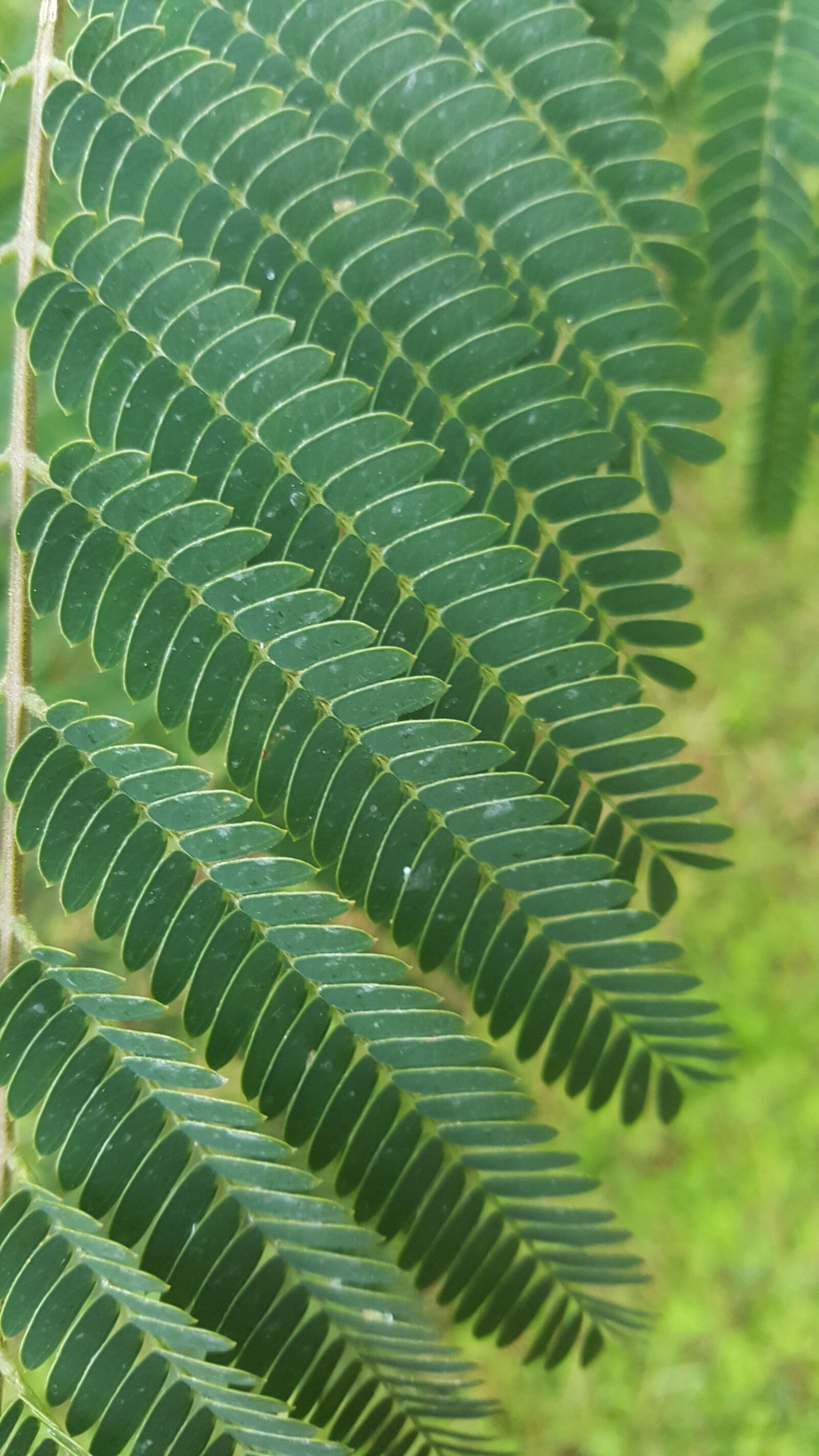 Samsung Galaxy Note5 sample photo. Leaves, wallpaper, plant photography