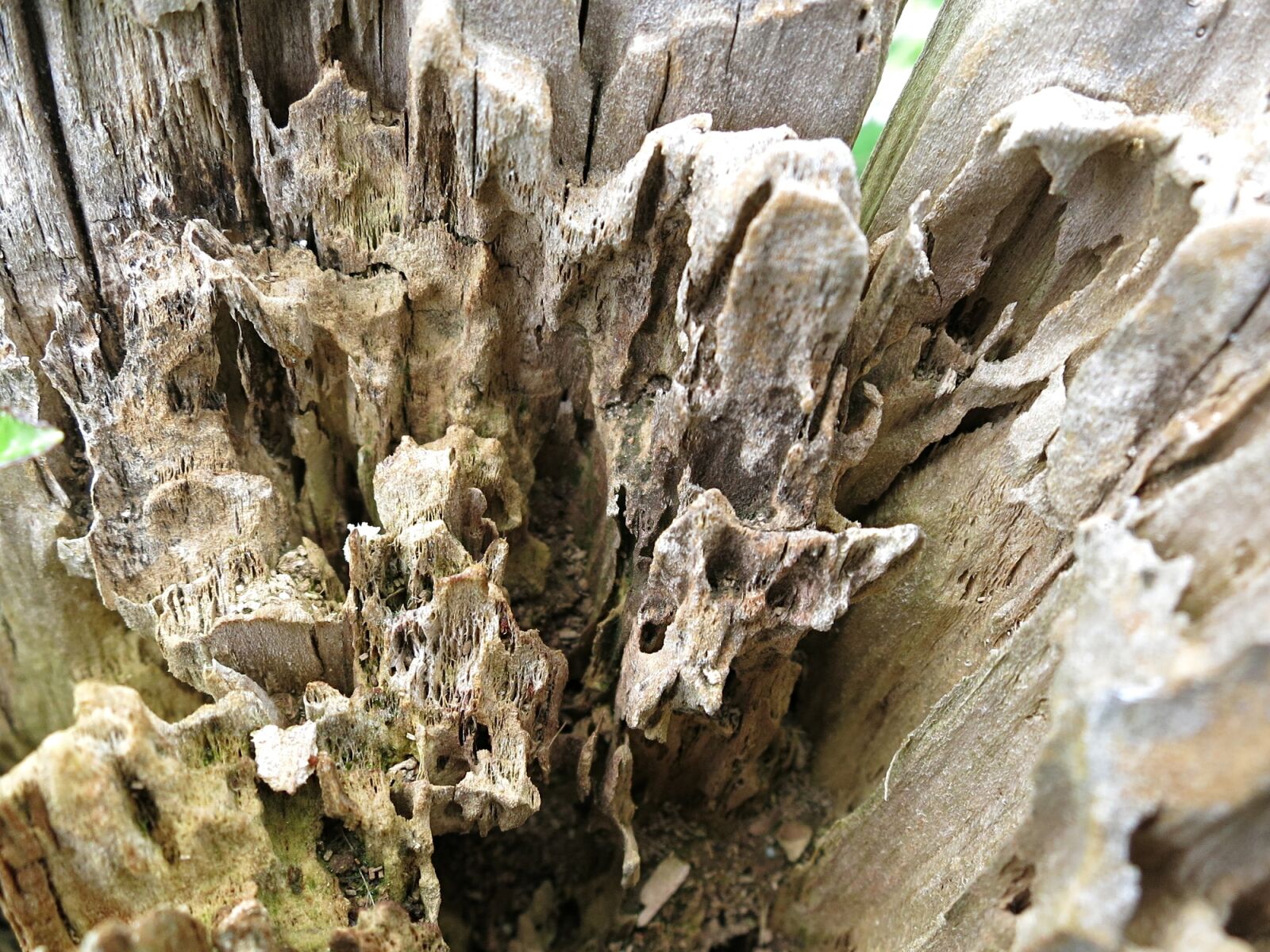 Canon PowerShot S110 sample photo. Rotten, timber, log photography
