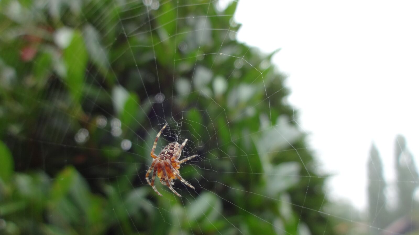 Sony Cyber-shot DSC-QX10 sample photo. Spin, web, garden spider photography