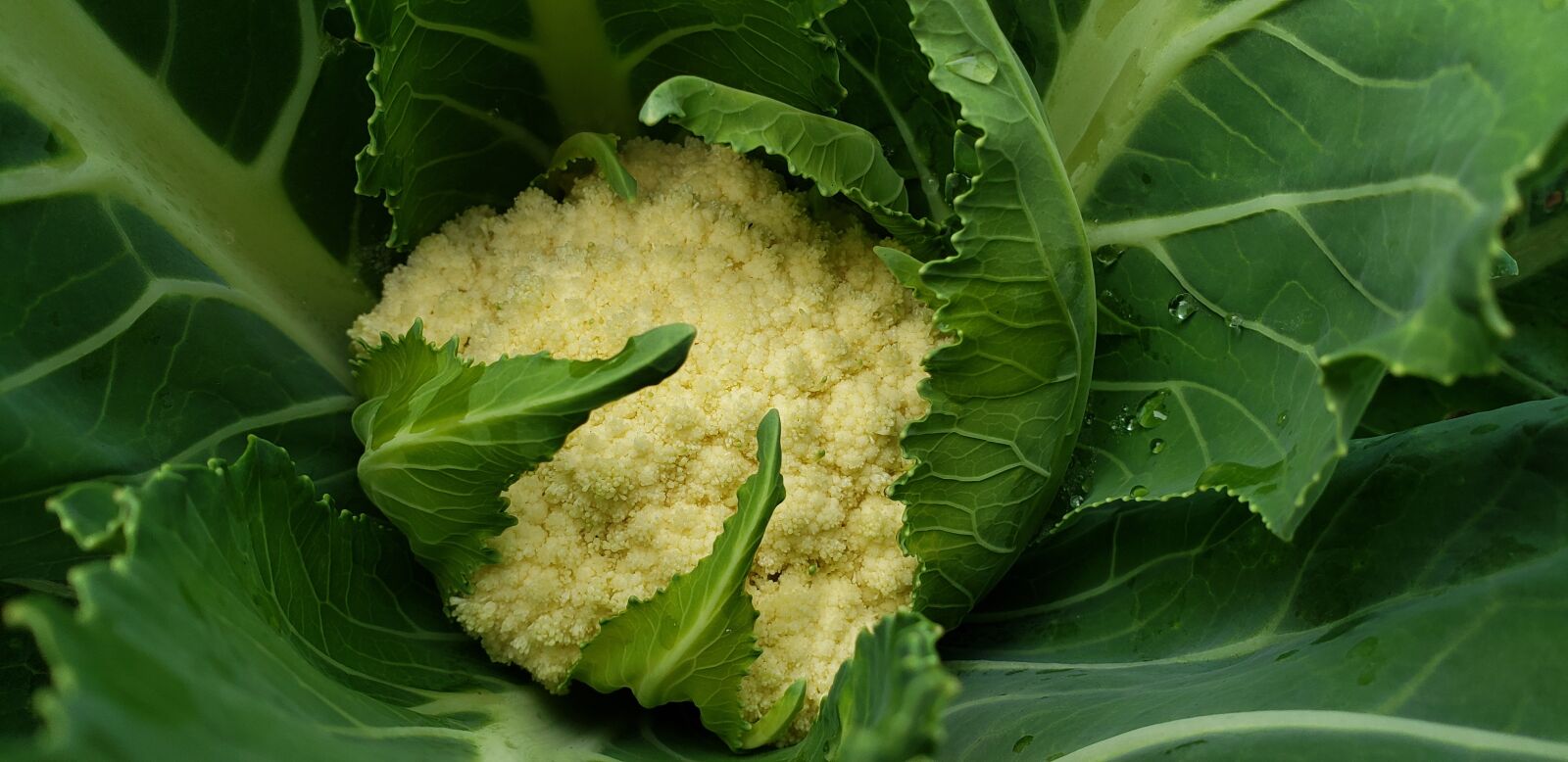 Samsung Galaxy Note9 sample photo. Vegetable, garden, cauliflower photography