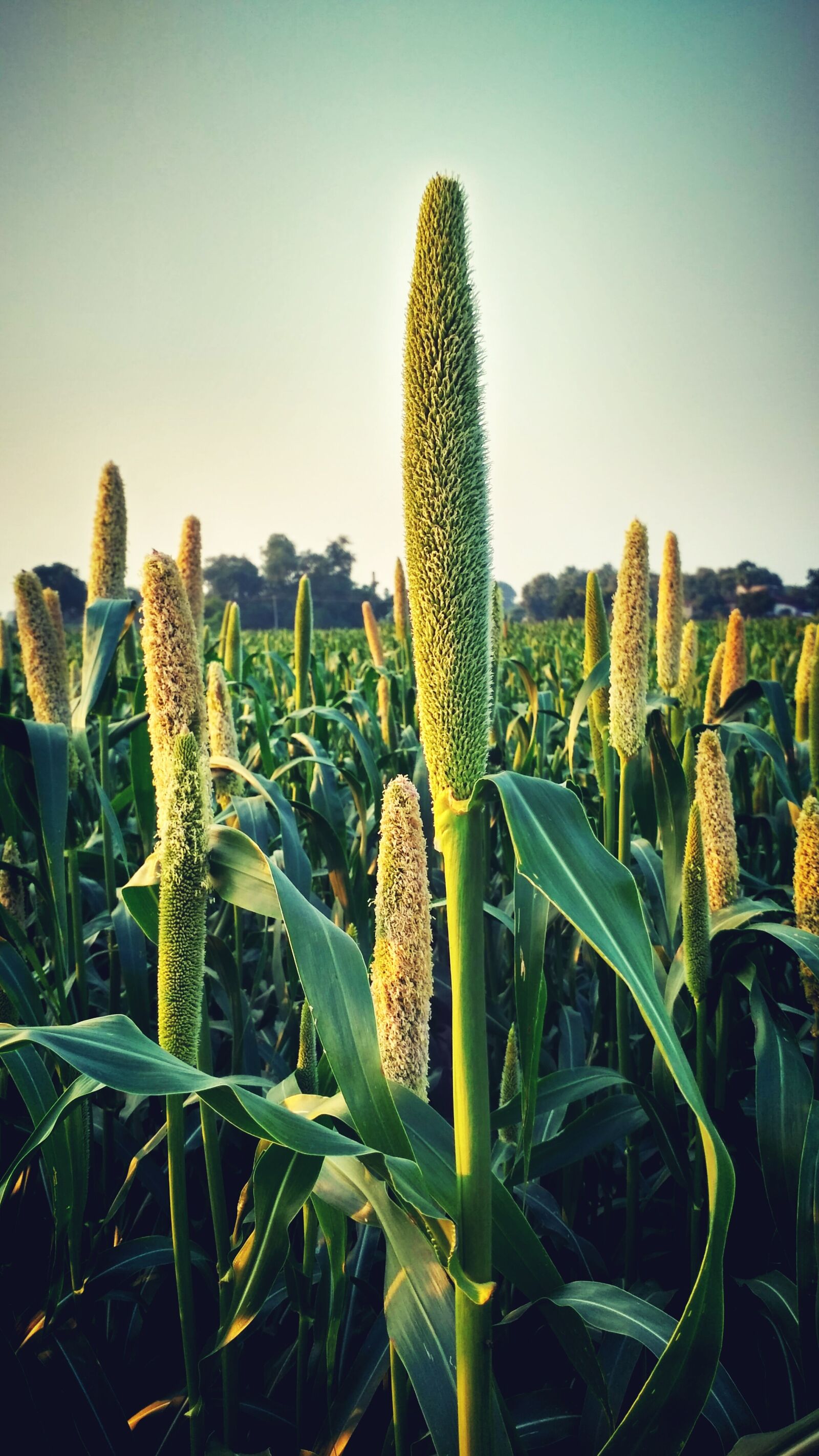 Xiaomi Redmi 3S sample photo. Crops, green, farm photography