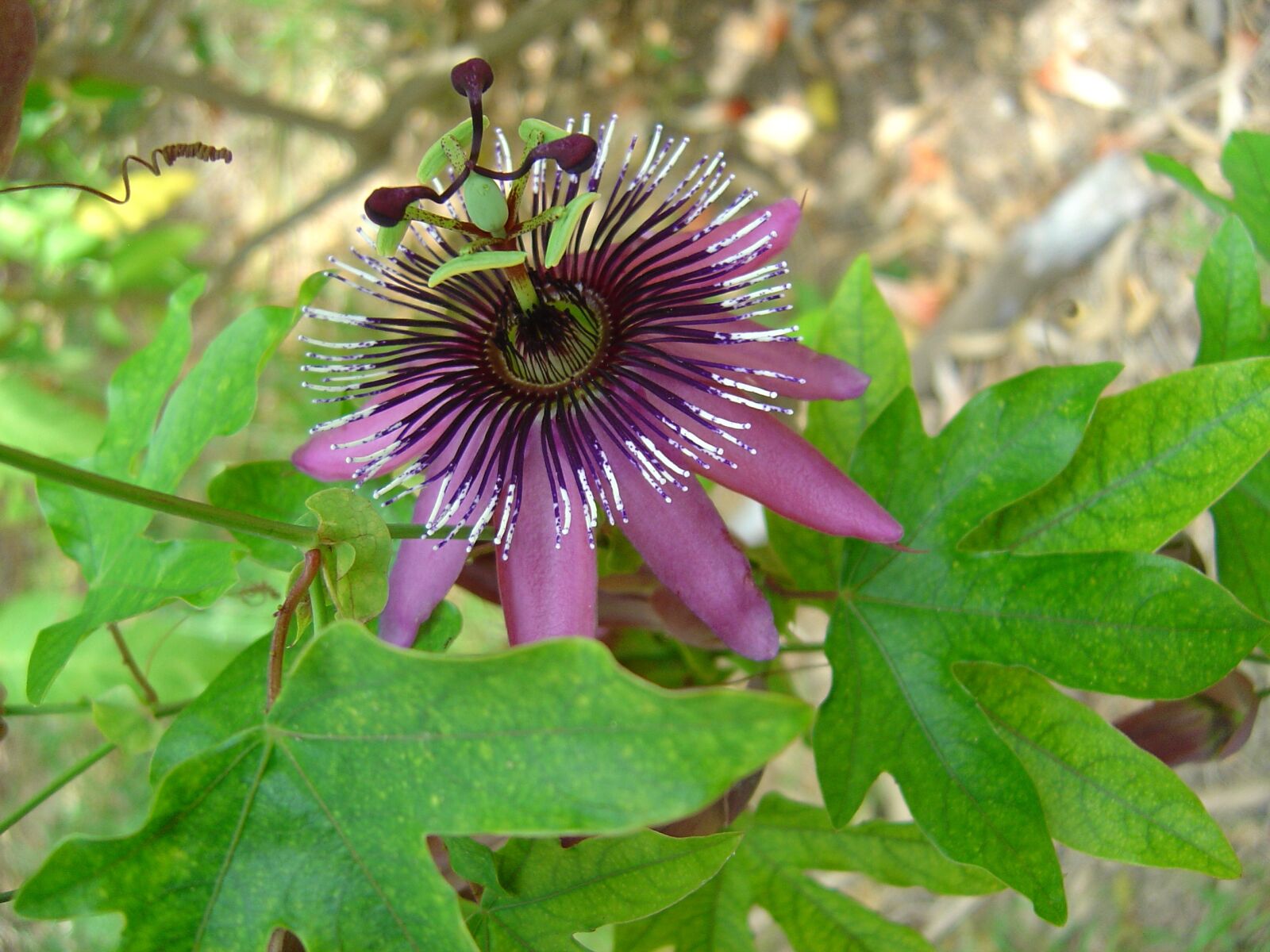 Sony DSC-P10 sample photo. Passion flower, blossom, bloom photography