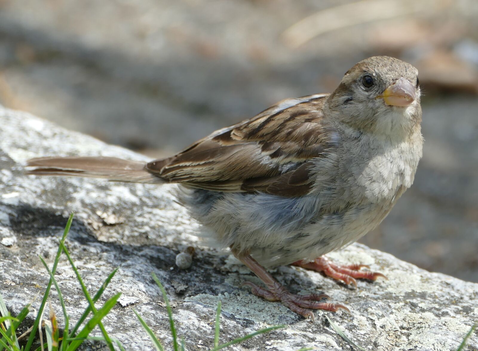 Panasonic Lumix DMC-FZ1000 sample photo. Sparrow, sperling, bird photography