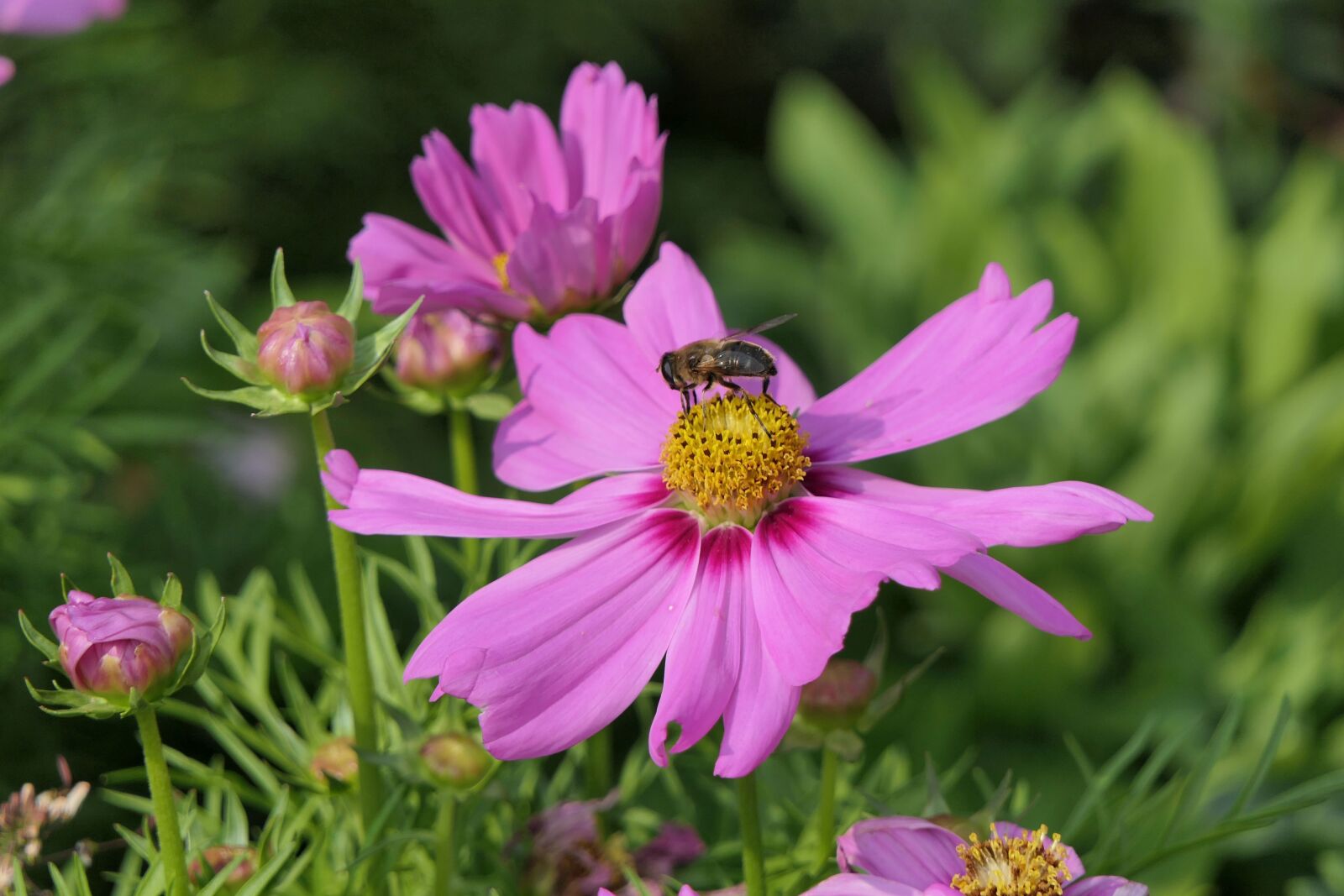 Panasonic Lumix DMC-FZ2500 (Lumix DMC-FZ2000) sample photo. Flower, pink flower, close photography