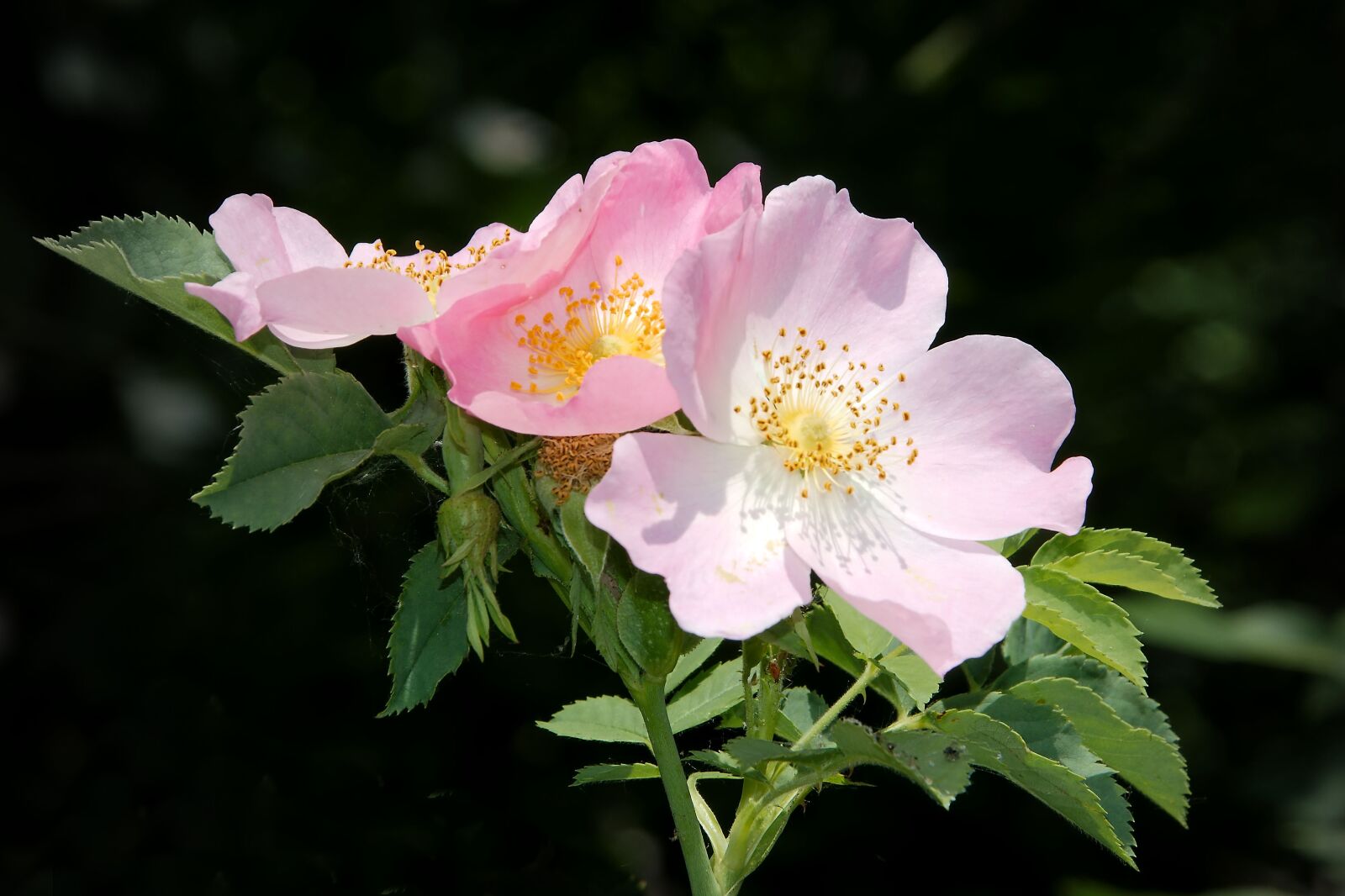 Nikon D3200 sample photo. Wild rose, bush rose photography