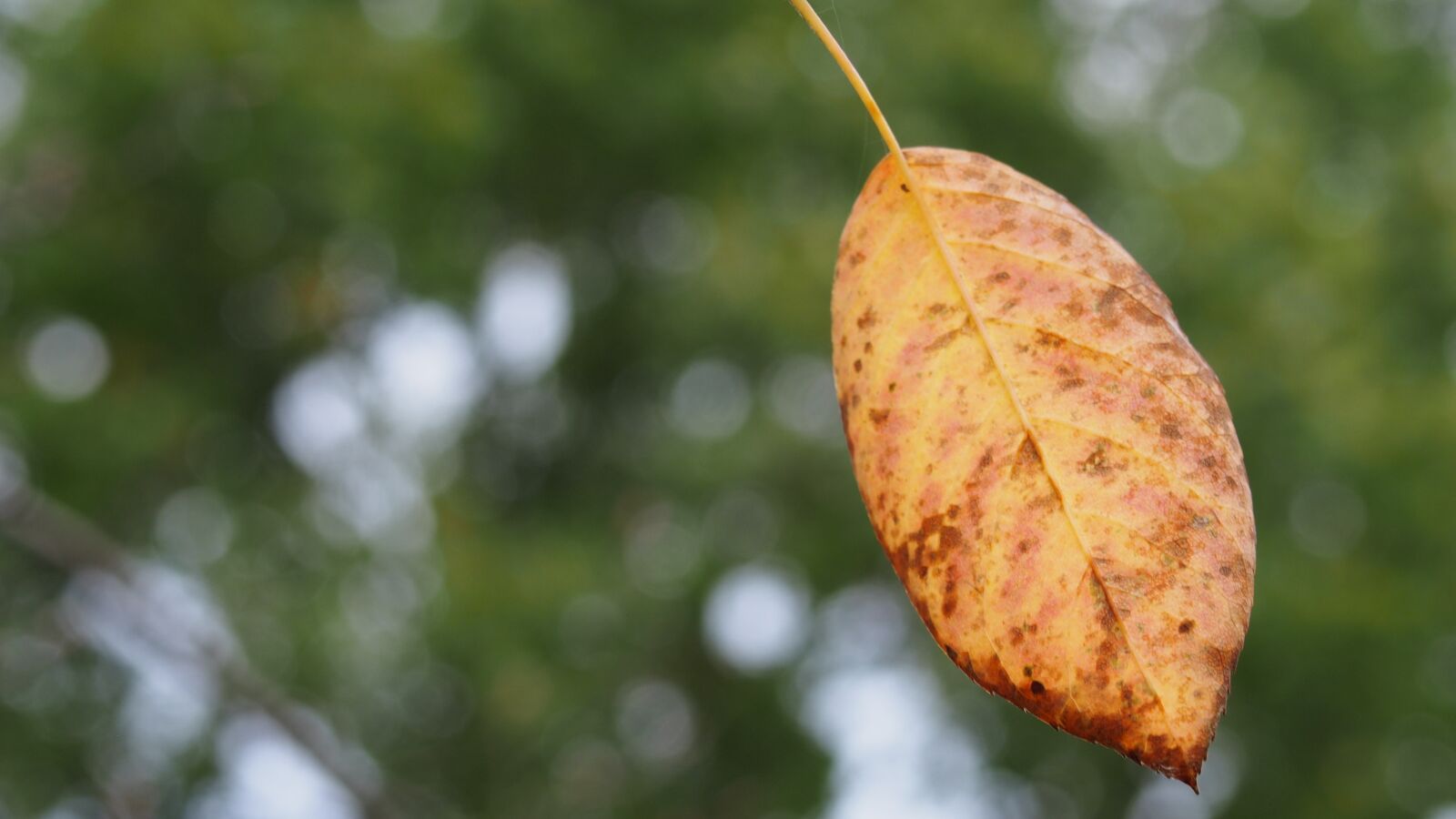 Olympus PEN E-PL6 sample photo. Leaf, autumn, fall foliage photography