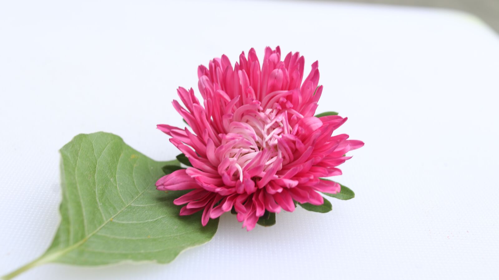 Canon EF-S 24mm F2.8 STM sample photo. Red flower, blossom, nature photography