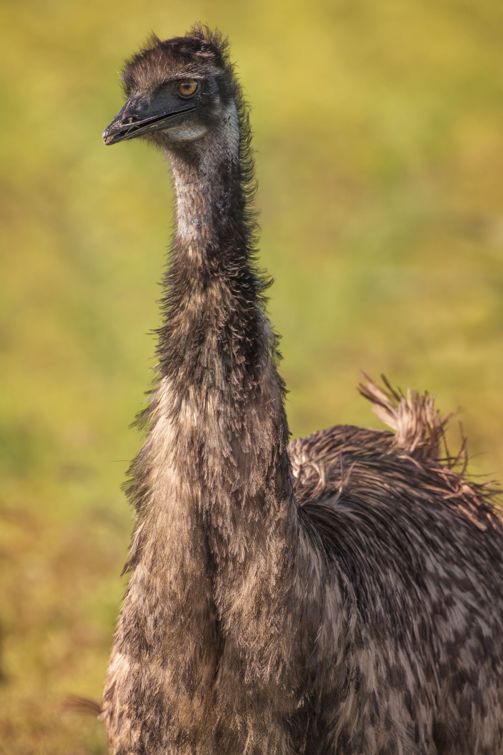 Canon EOS 7D Mark II sample photo. Emu, wildlife, bird photography