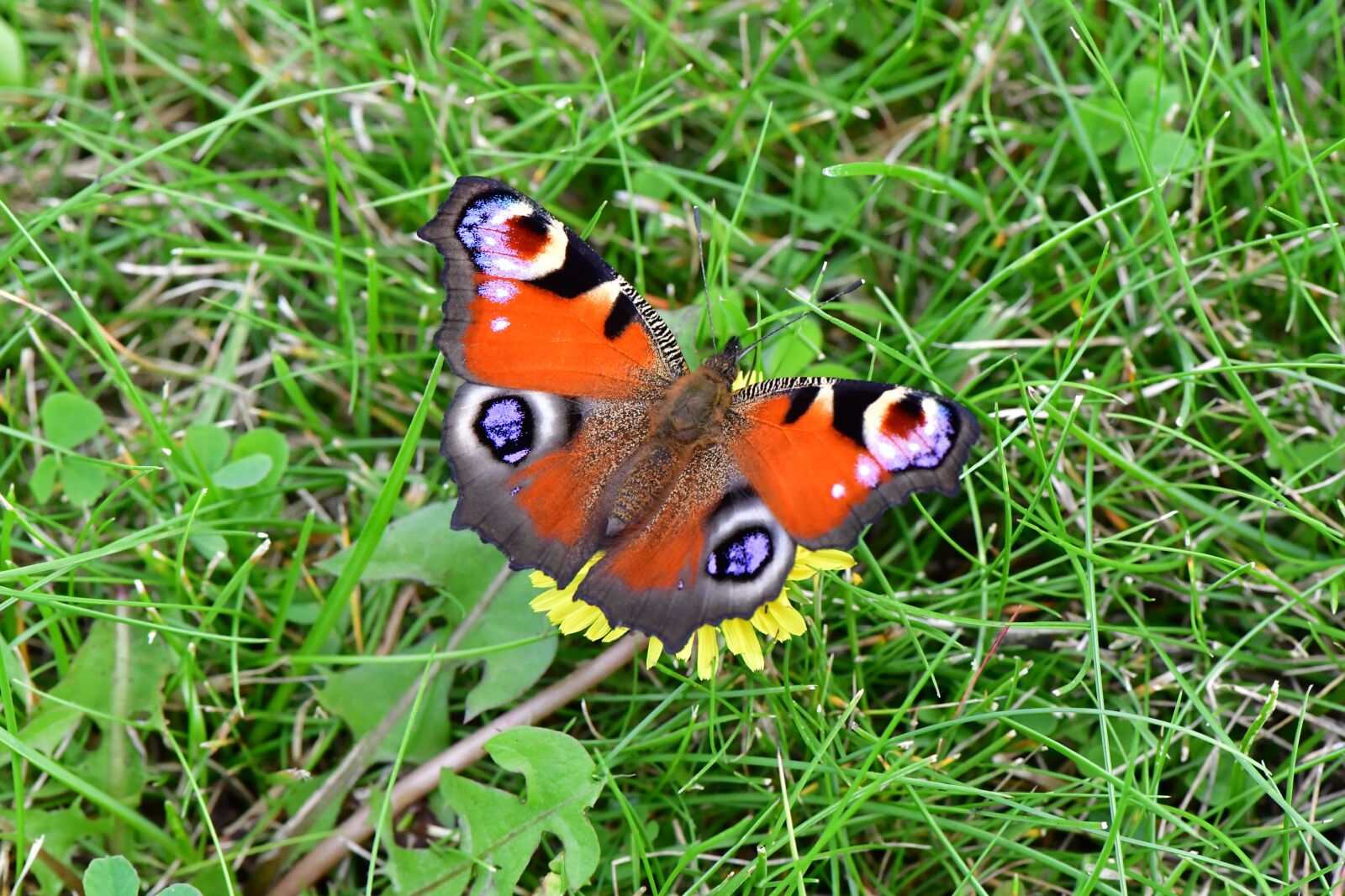 Nikon D5 sample photo. Butterfly, nature, butterflies photography