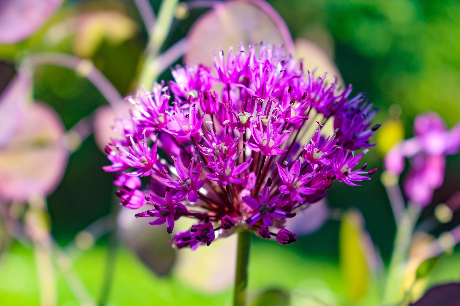 Canon EOS 700D (EOS Rebel T5i / EOS Kiss X7i) sample photo. Zierzwiebel, allium, ornamental onion photography